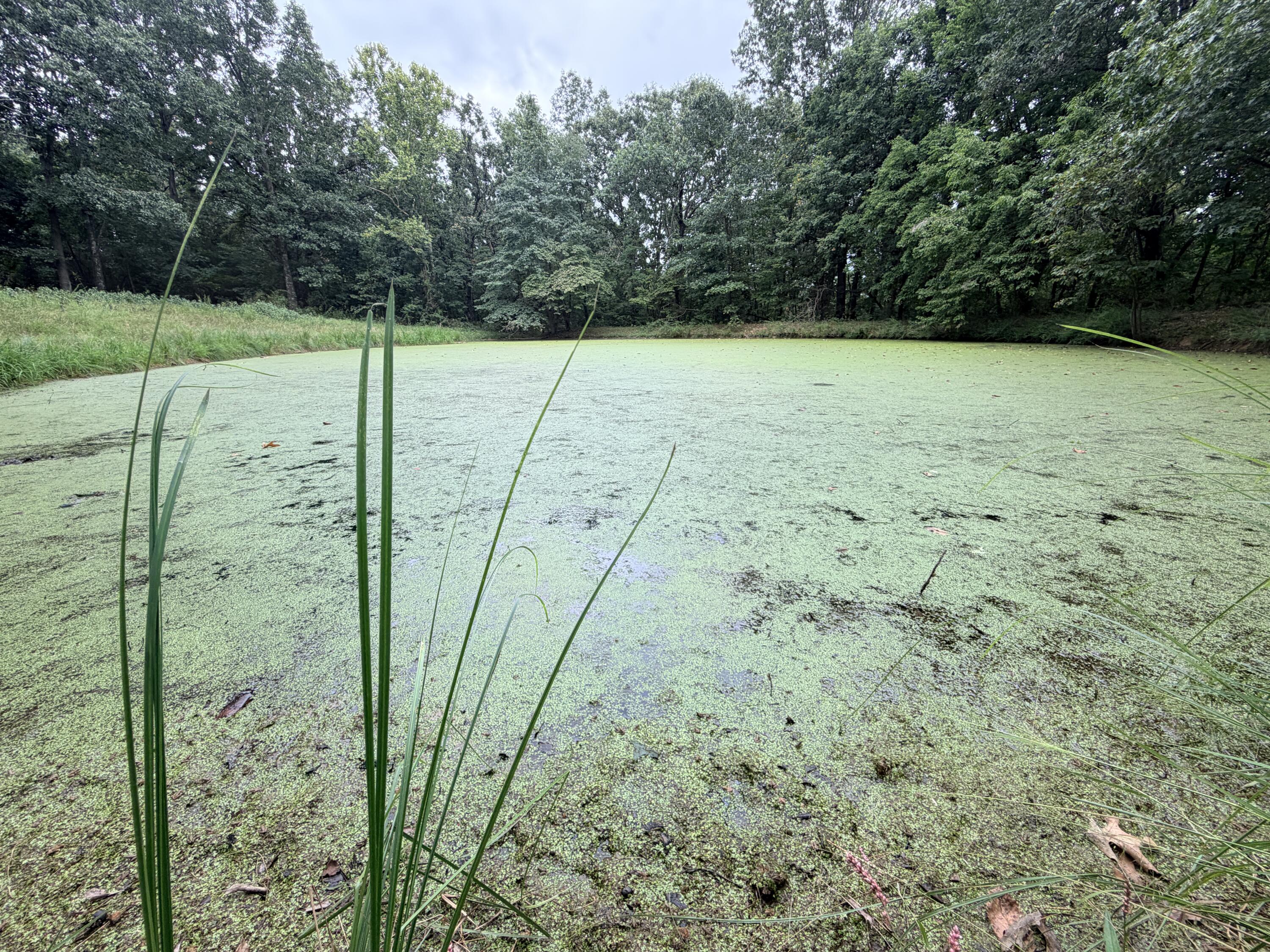 Photo 4 - Land for sale – 240  Colton Lane  Stella, MO