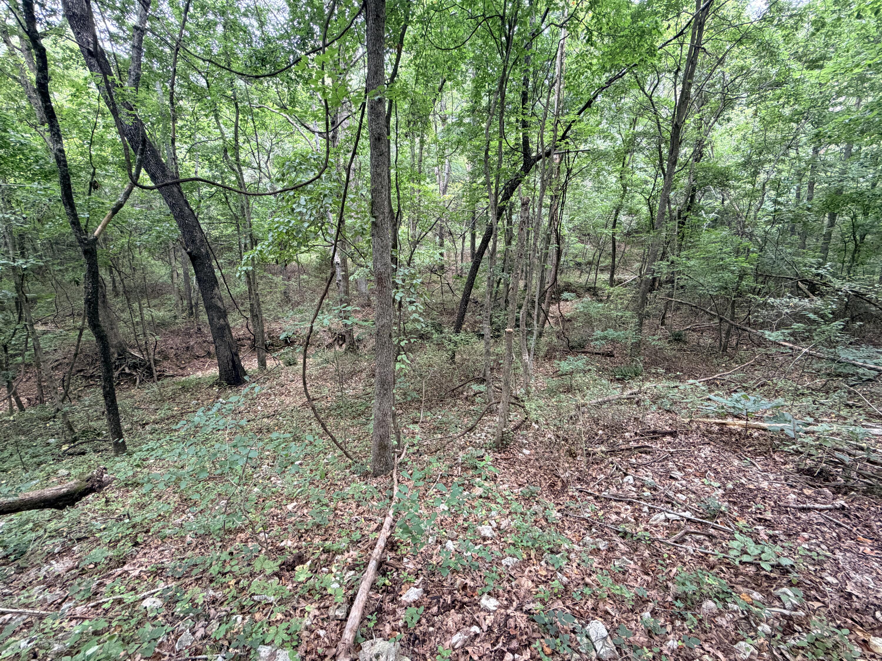 Photo 11 - Land for sale – 240  Colton Lane  Stella, MO