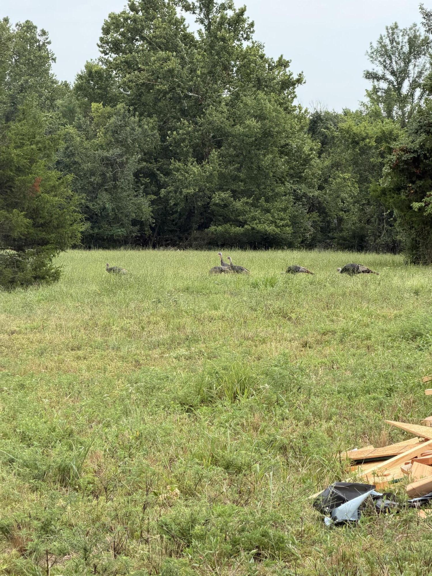 Land for sale – Xxx  Fortune Teller Road  Granby, MO
