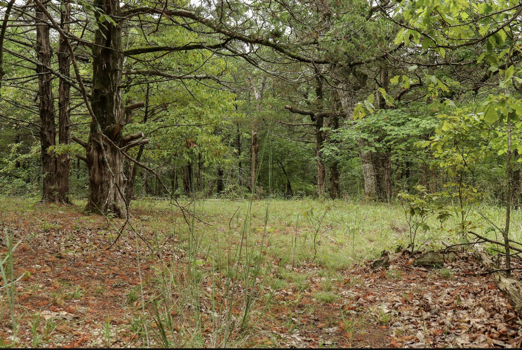 Photo 29 - Land for sale – 3394  Chadwick Road Road  Chadwick, MO