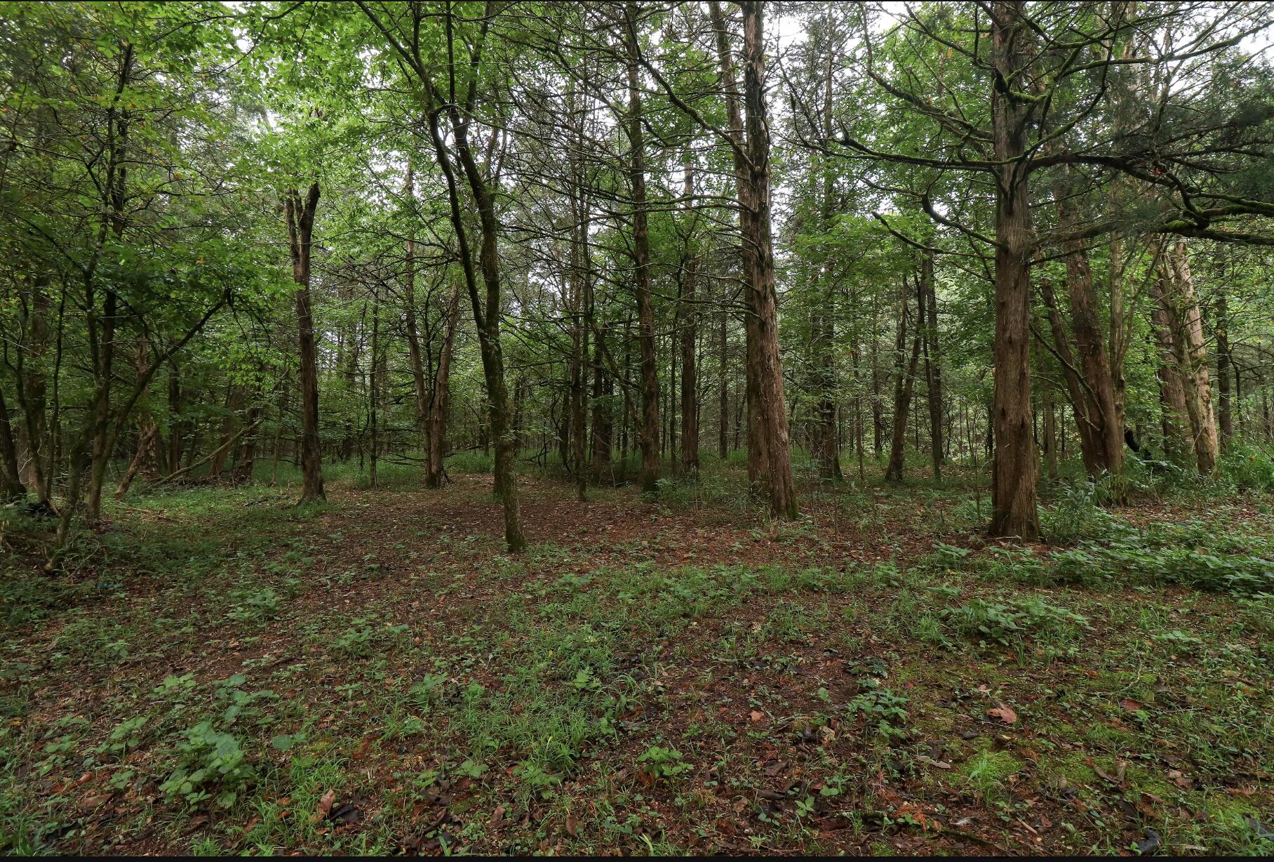 Photo 44 - Land for sale – 3394  Chadwick Road Road  Chadwick, MO