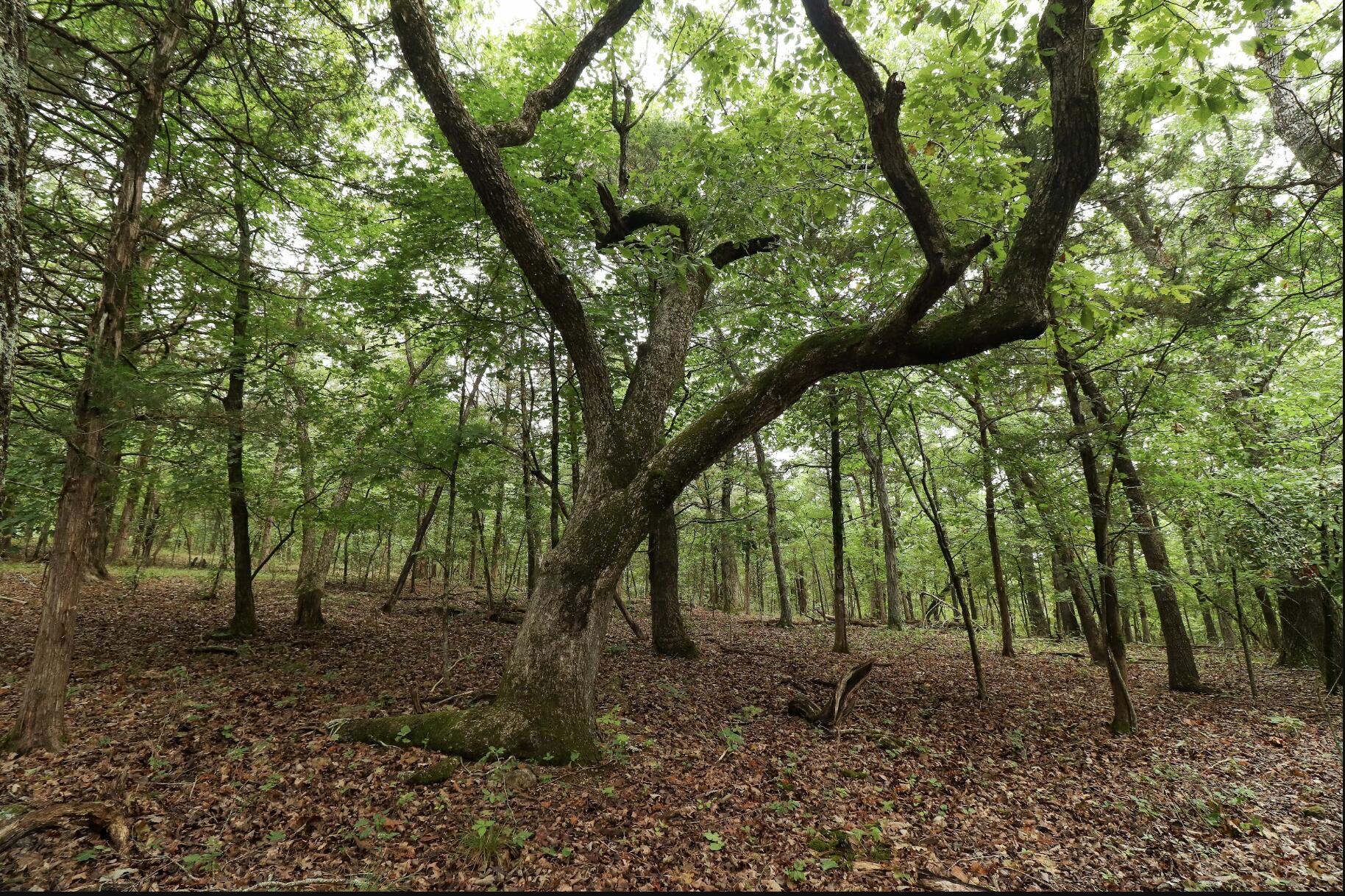 Photo 37 - Land for sale – 3394  Chadwick Road Road  Chadwick, MO