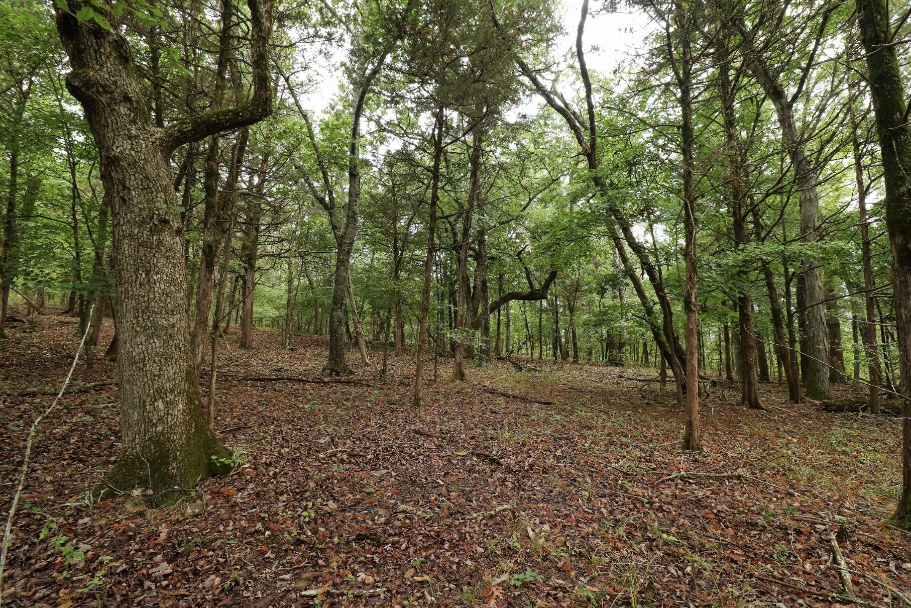 Photo 38 - Land for sale – 3394  Chadwick Road Road  Chadwick, MO