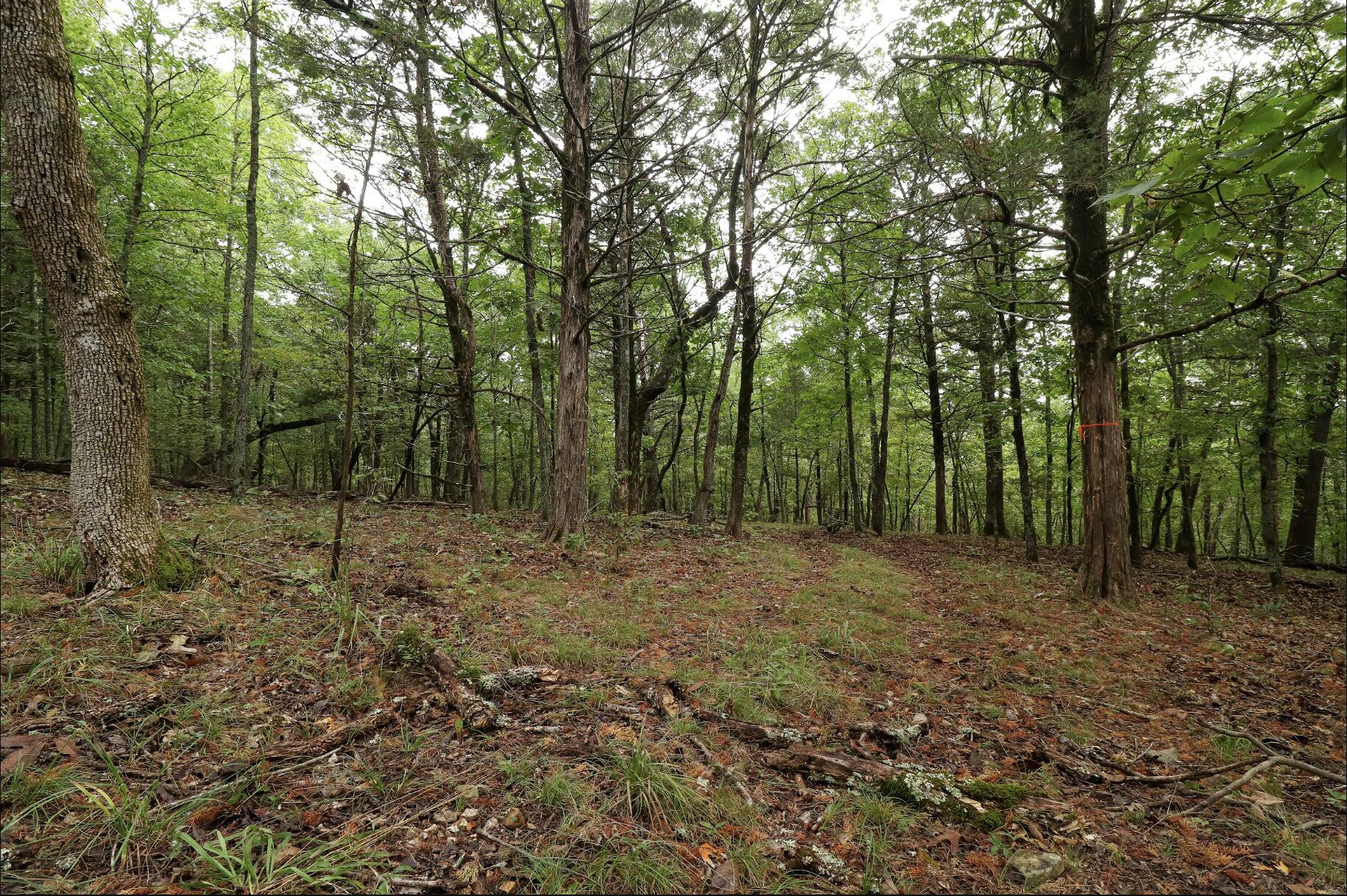 Photo 42 - Land for sale – 3394  Chadwick Road Road  Chadwick, MO