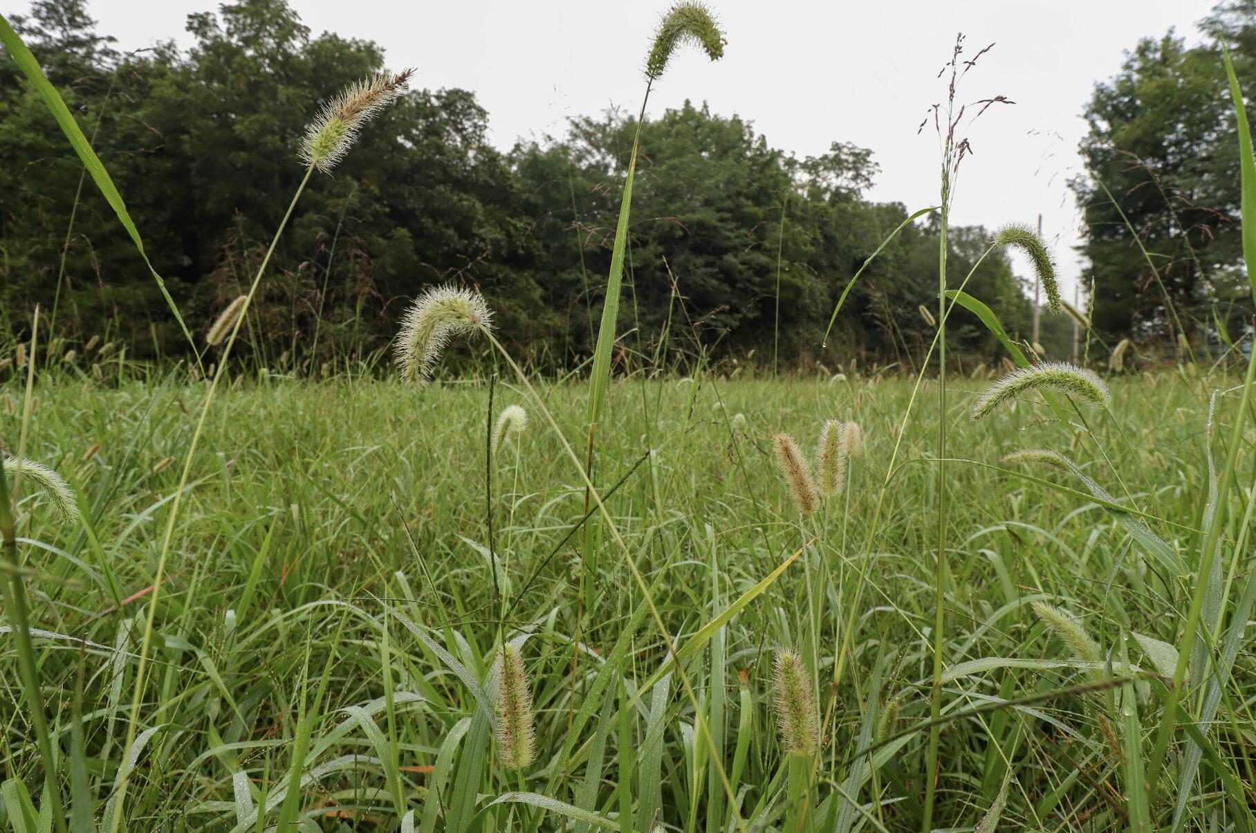 Photo 18 - Land for sale – 3394  Chadwick Road Road  Chadwick, MO