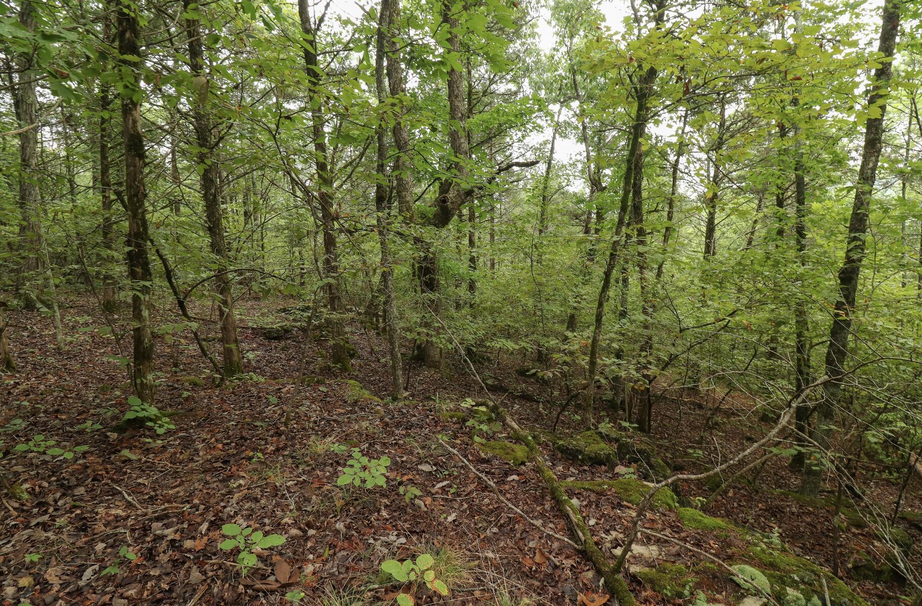 Photo 43 - Land for sale – 3394  Chadwick Road Road  Chadwick, MO