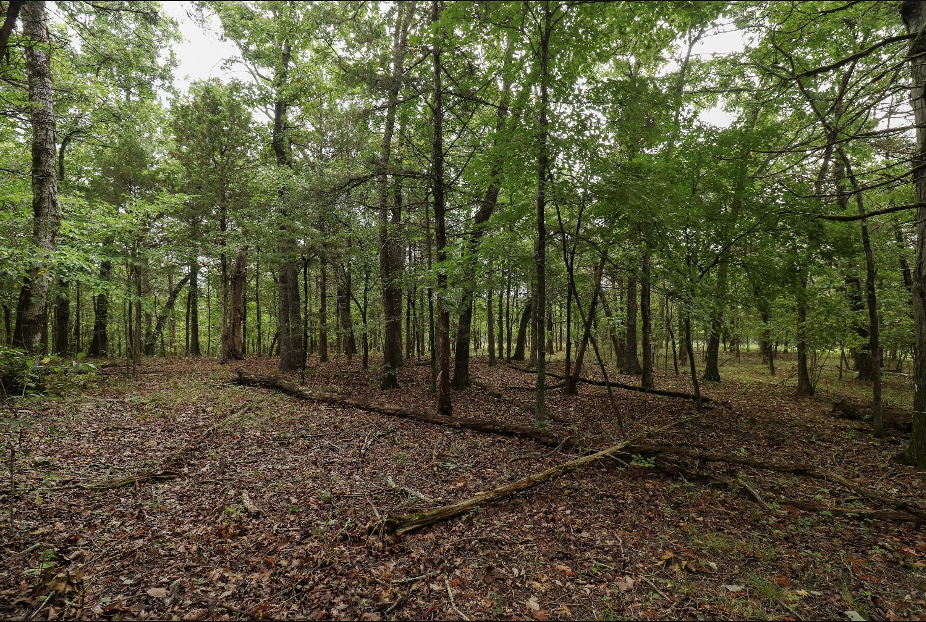 Photo 36 - Land for sale – 3394  Chadwick Road Road  Chadwick, MO