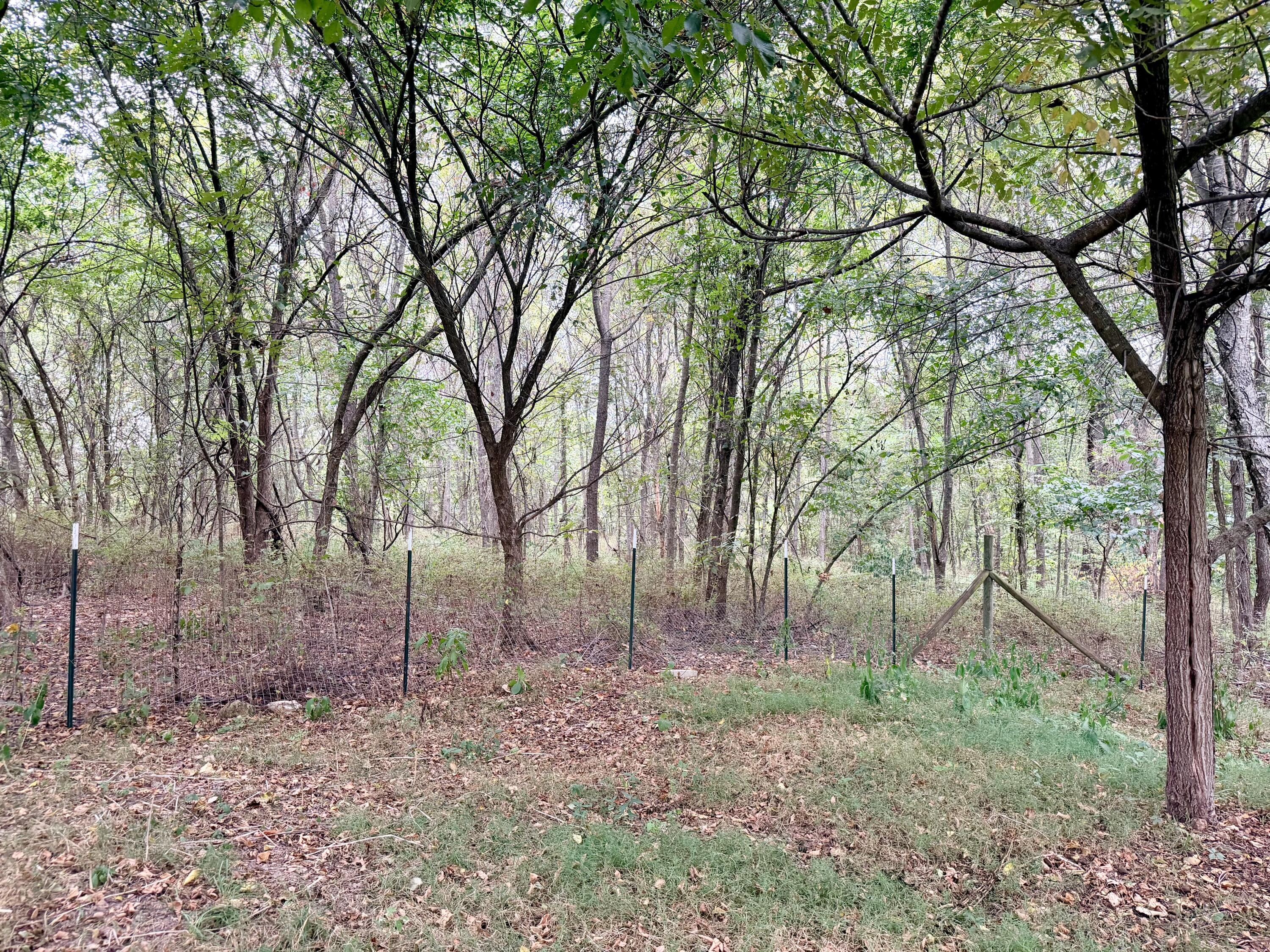 Photo 13 - Land for sale – 379  Fabuzi Lane  Galena, MO