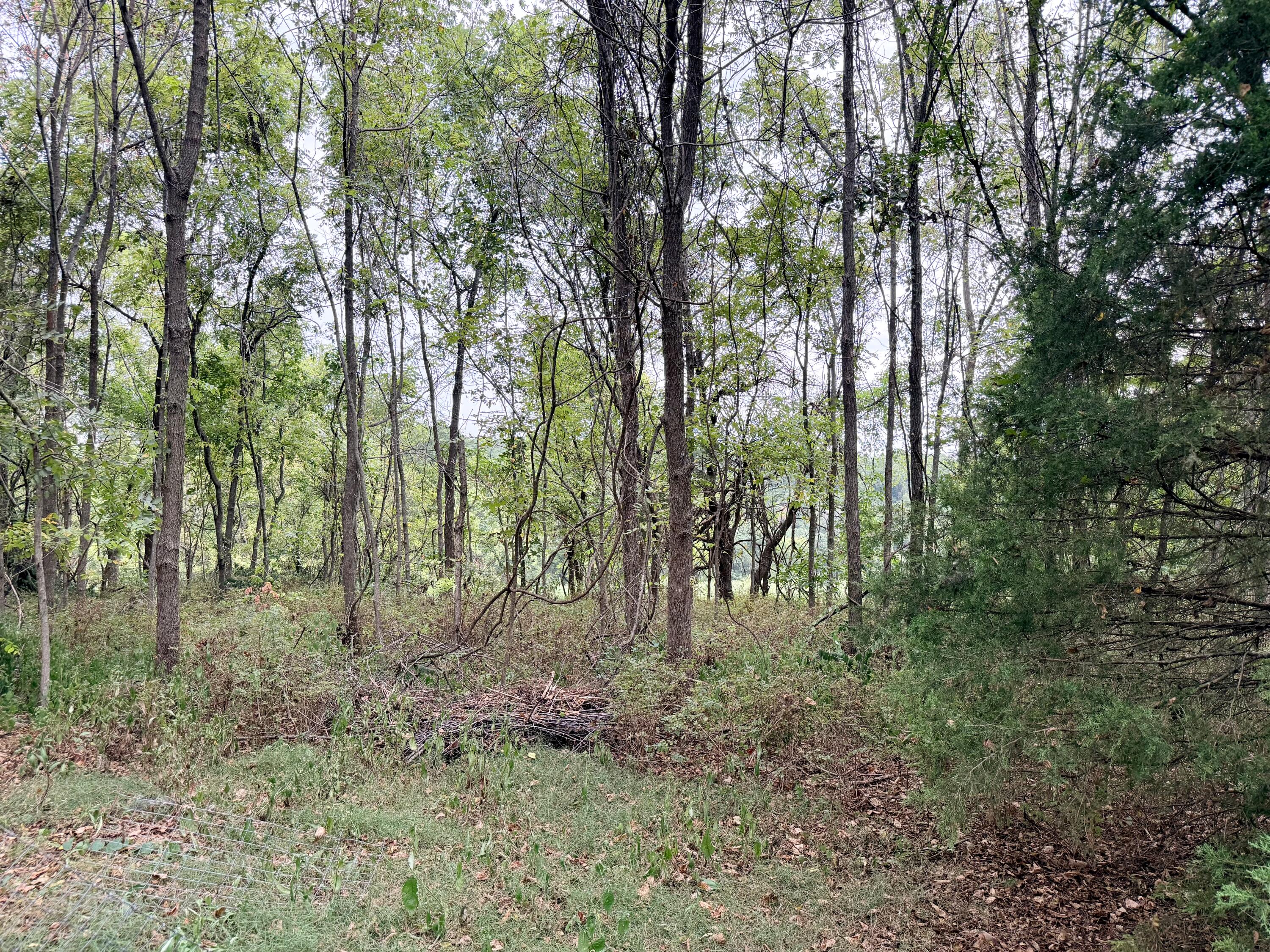 Photo 9 - Land for sale – 379  Fabuzi Lane  Galena, MO