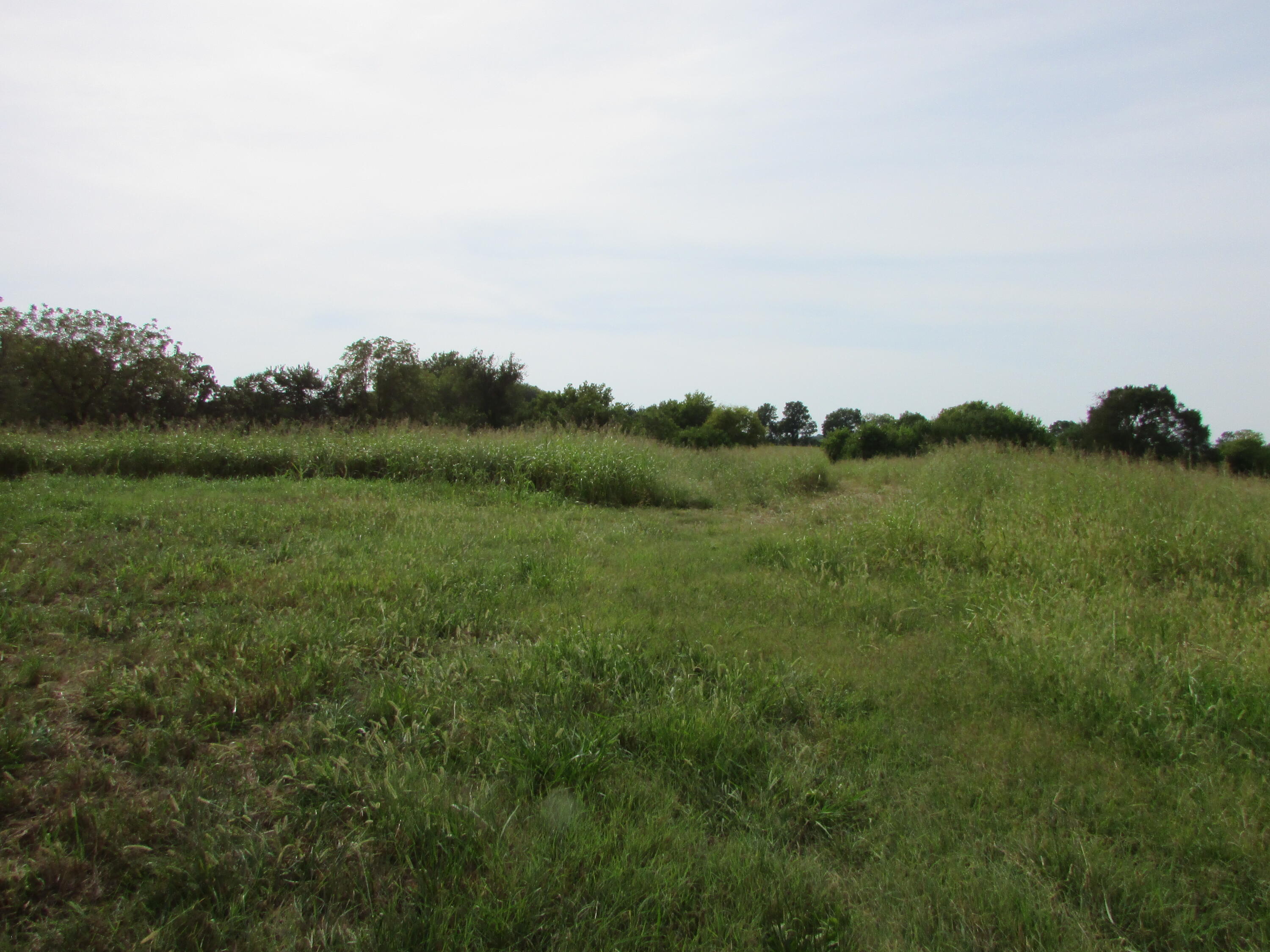 Photo 6 - Land for sale – 000 S Farm Rd 67   Republic, MO