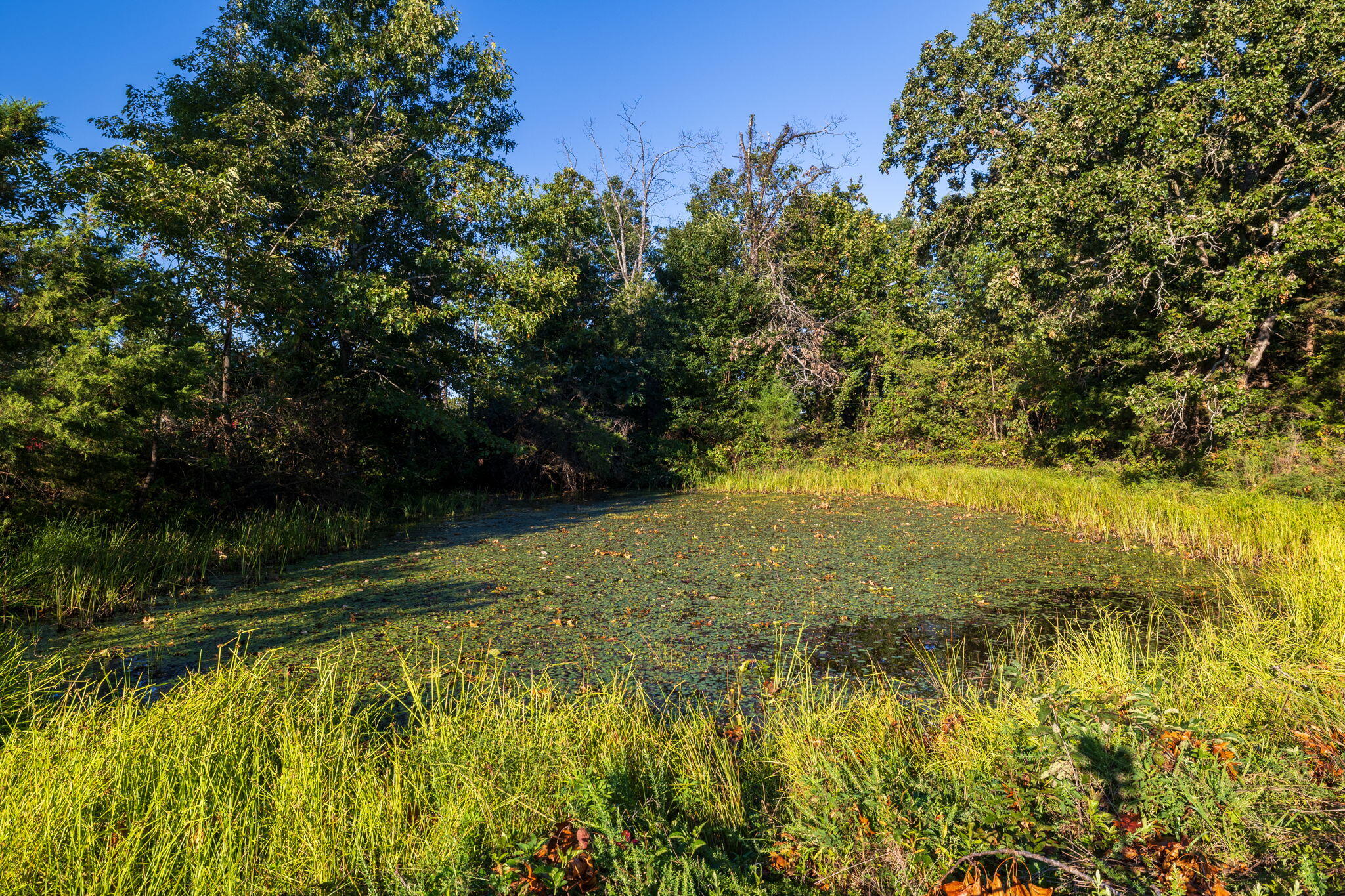 Photo 89 - Residential for sale – 1350  County Road 317   Squires, MO