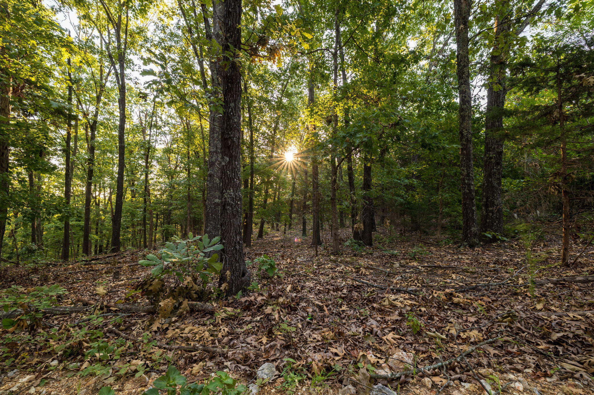 Photo 83 - Residential for sale – 1350  County Road 317   Squires, MO