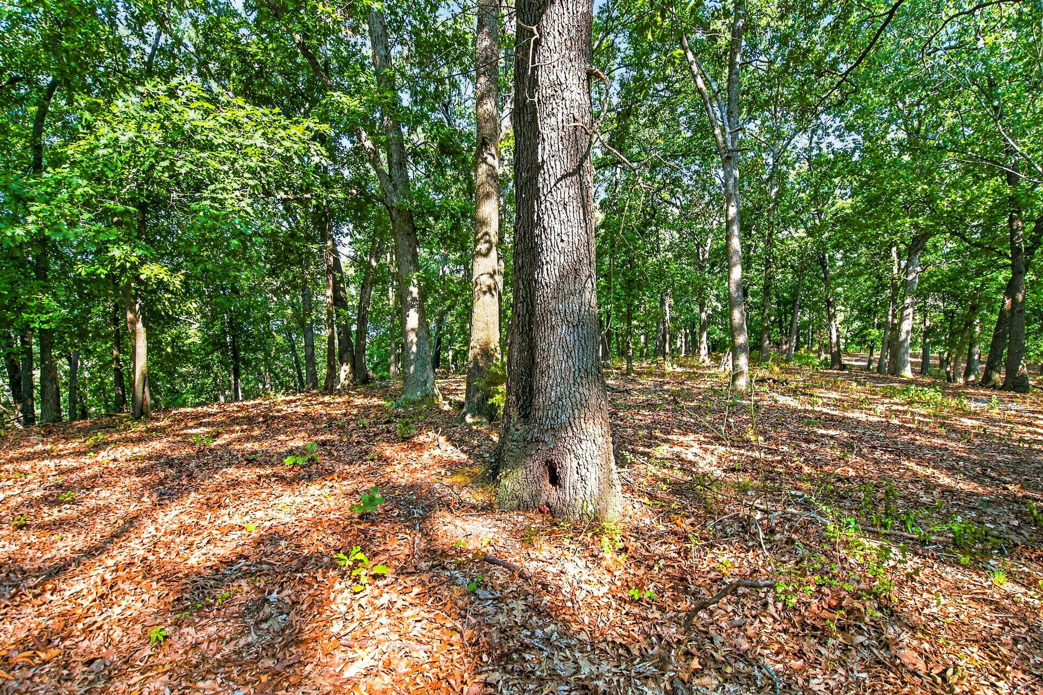 Photo 7 - Land for sale – 14  Buena Vista Parkway  Strafford, MO
