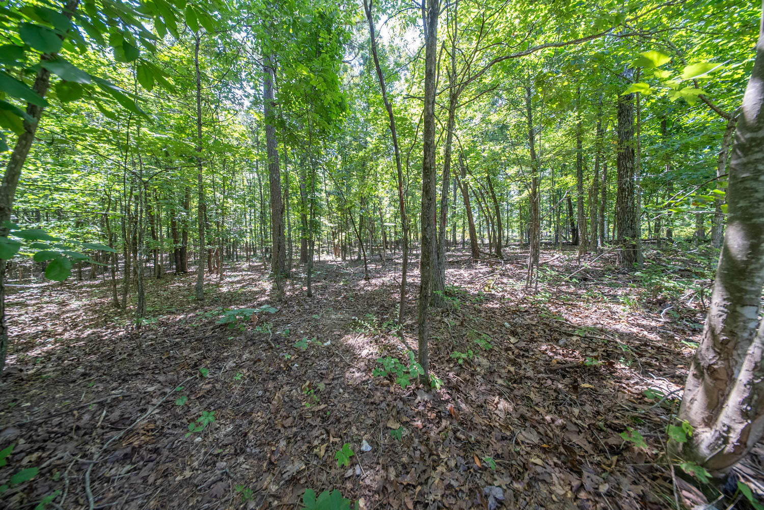 Photo 4 - Land for sale – 000  County Road 127   Alton, MO