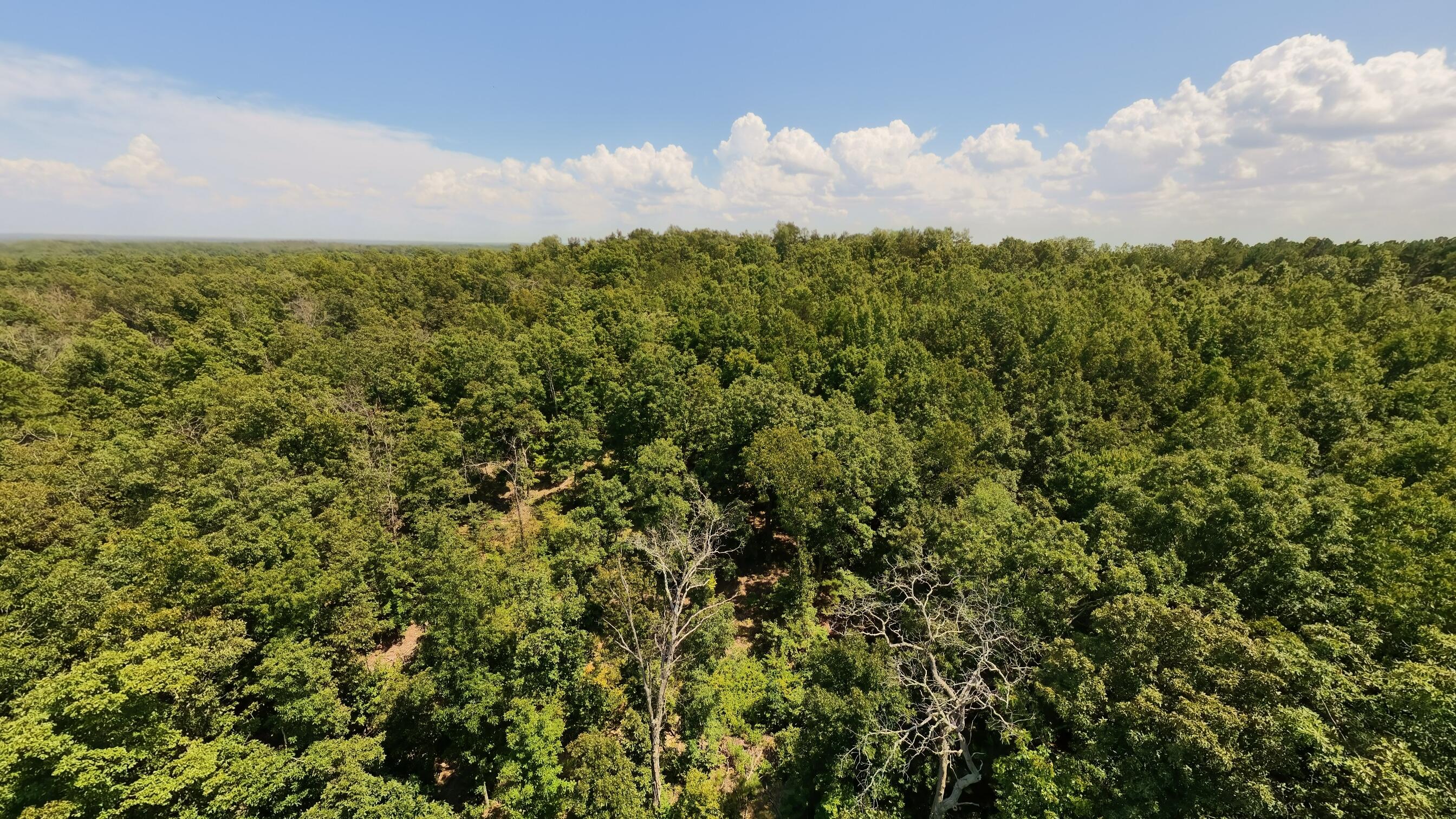 Photo 3 - Land for sale – 000  County Road 127   Alton, MO