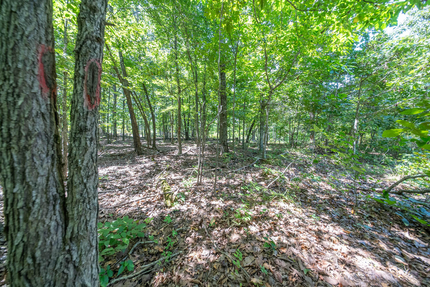 Photo 22 - Land for sale – 000  County Road 127   Alton, MO