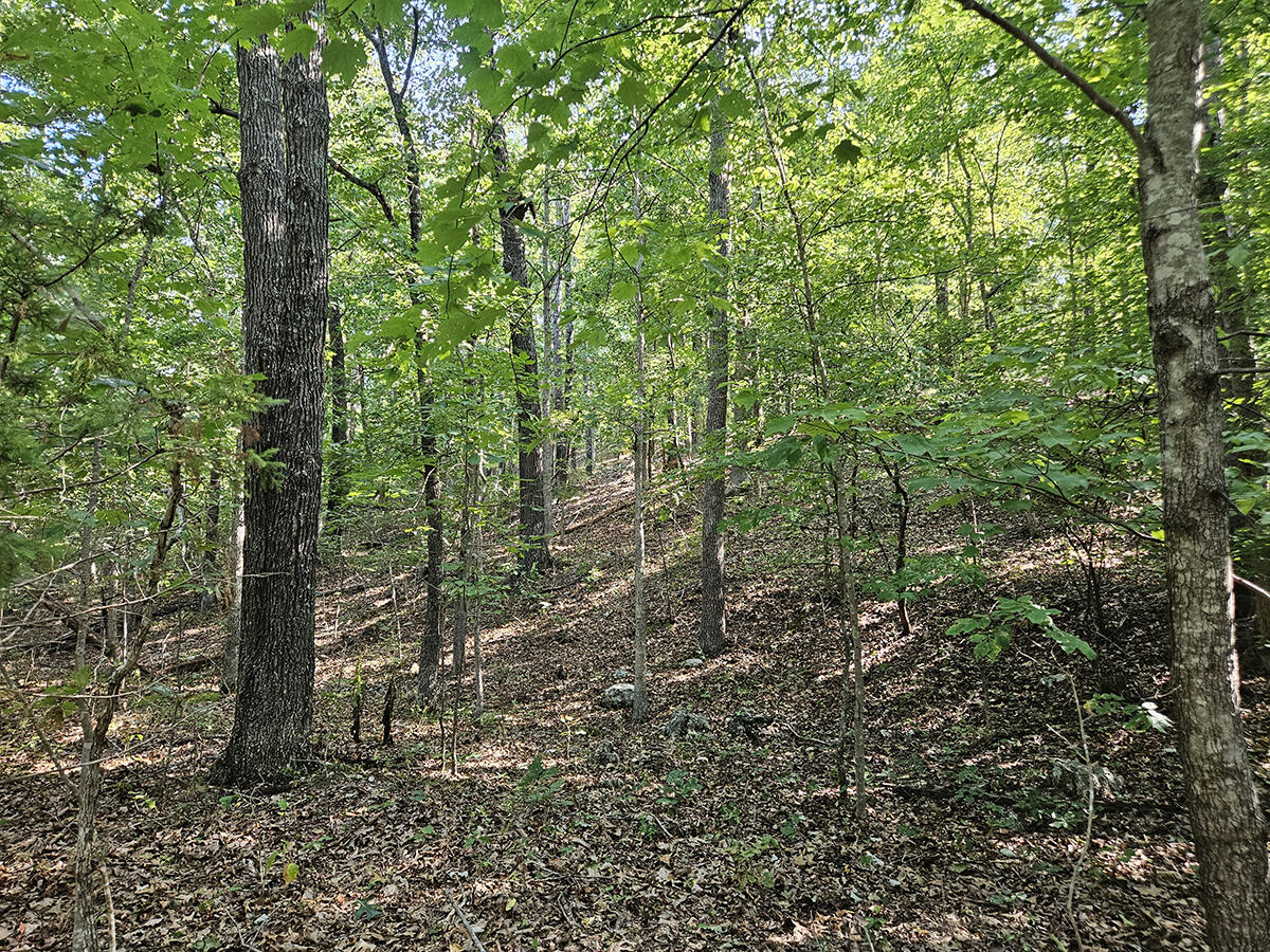 Photo 37 - Land for sale – 3699  Highway M   Cabool, MO