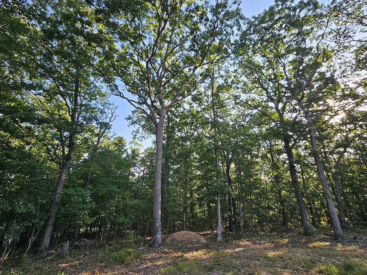 Photo 45 - Land for sale – 3699  Highway M   Cabool, MO