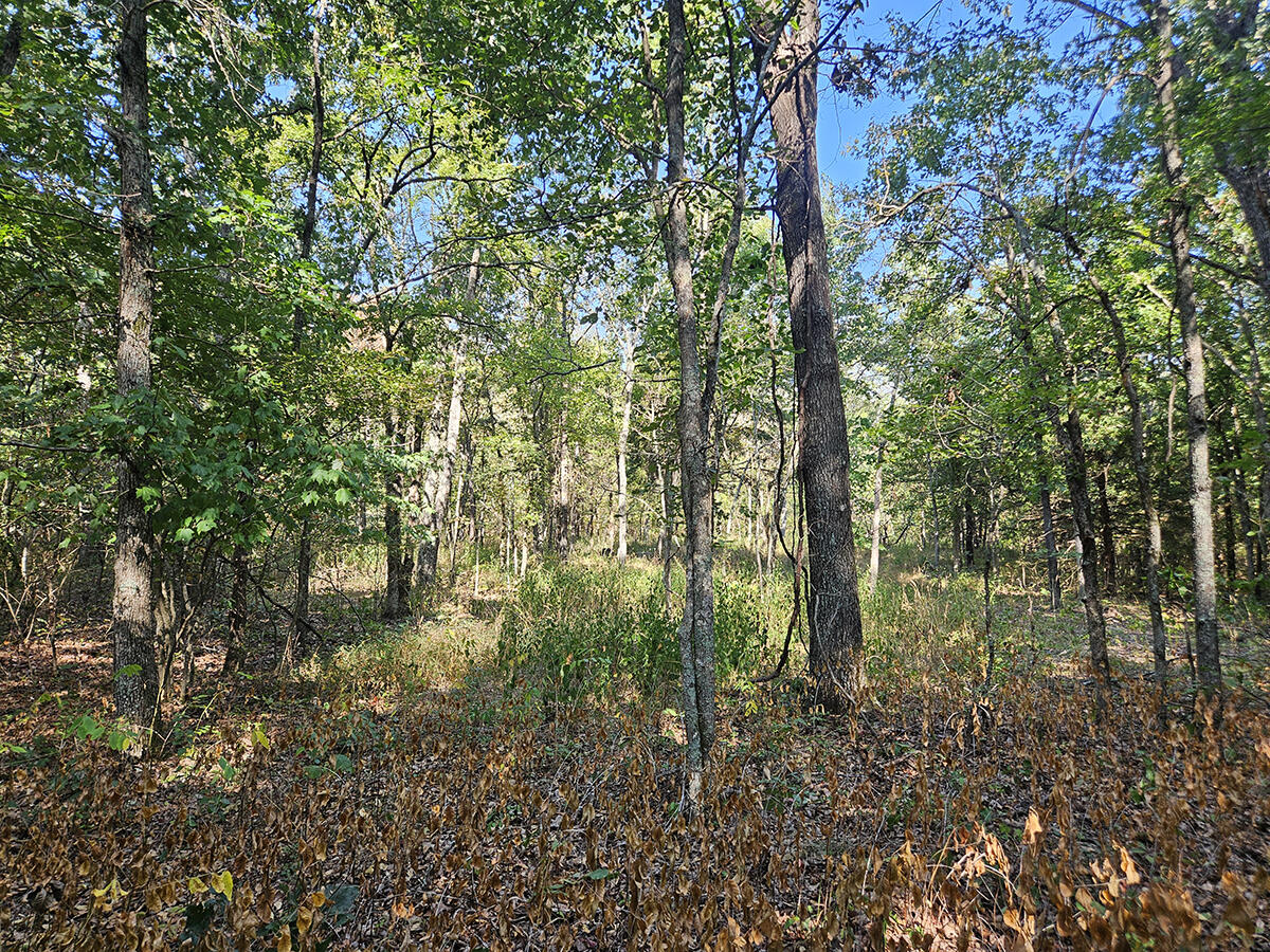 Photo 38 - Land for sale – 3699  Highway M   Cabool, MO