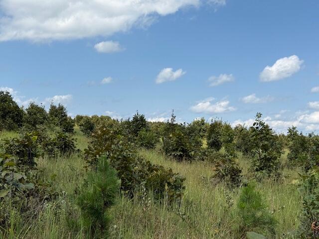 Photo 31 - Farm for sale – 2285  County Road 437-B   Mountain View, MO