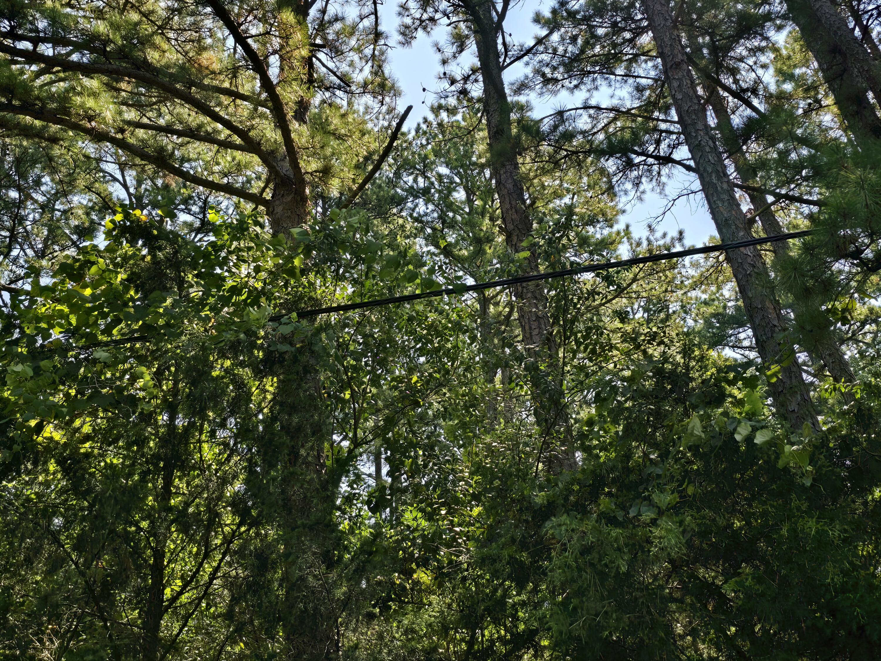 Photo 7 - Land for sale – 000 Minera  Mineral Drive  Houston, MO