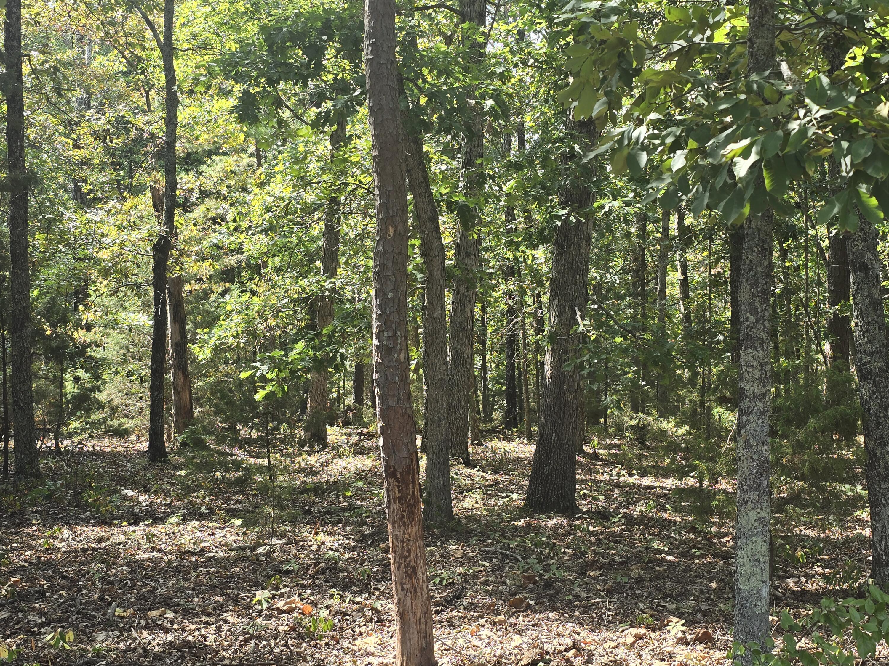 Photo 2 - Land for sale – 000 Minera  Mineral Drive  Houston, MO