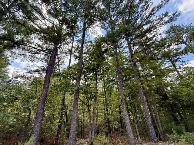 Photo 5 - Land for sale – 000  Texas Tower Road  Licking, MO