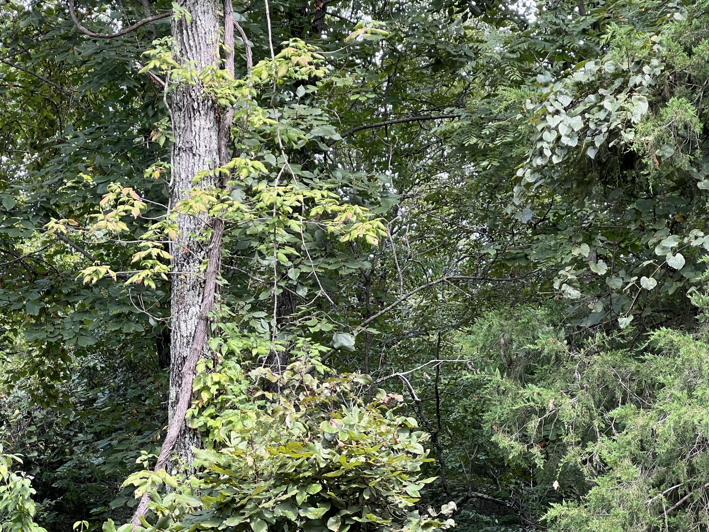 Photo 7 - Land for sale – 000  County Road F-147   Alton, MO