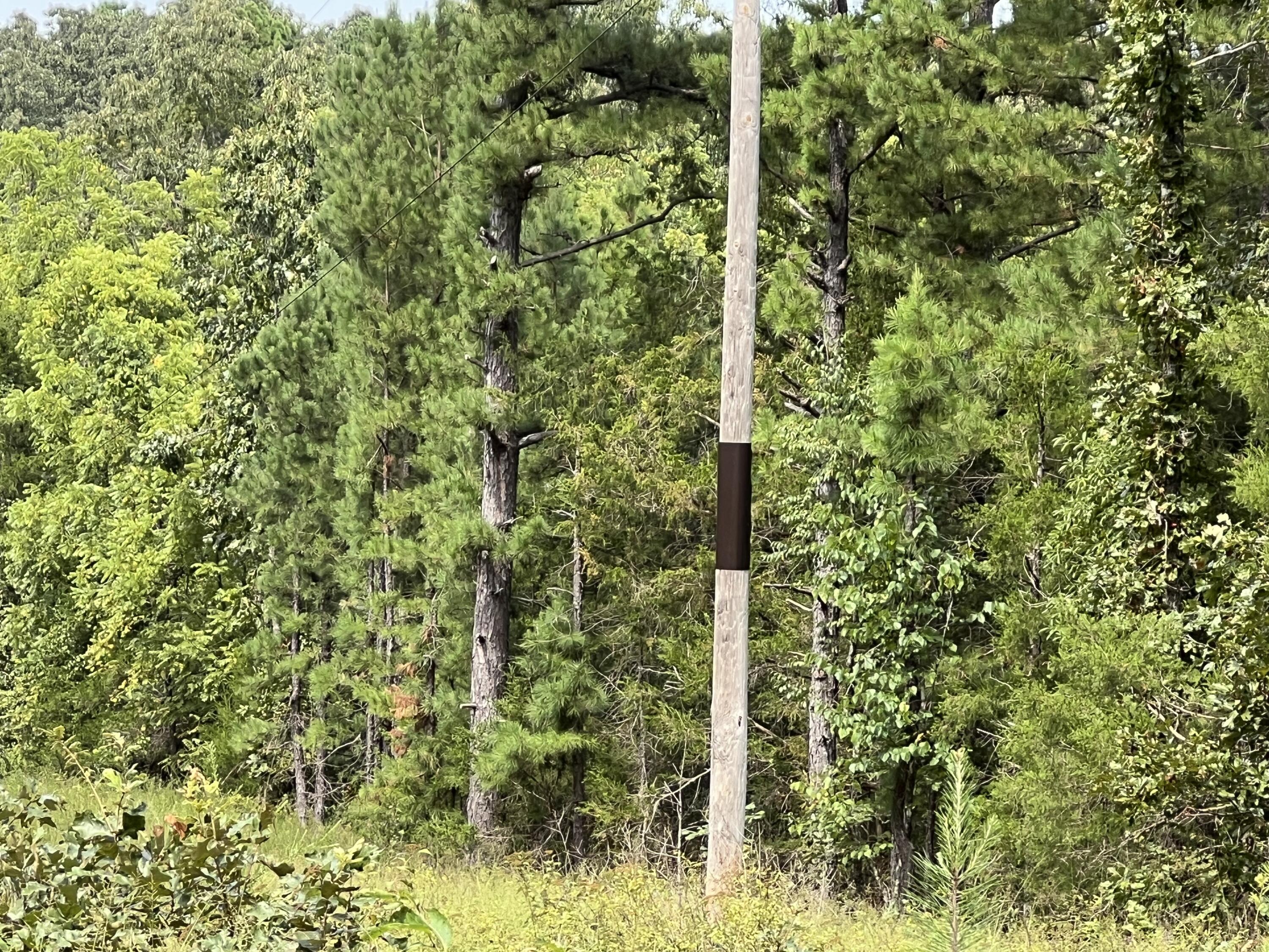 Photo 6 - Land for sale – 000  County Road F-147   Alton, MO