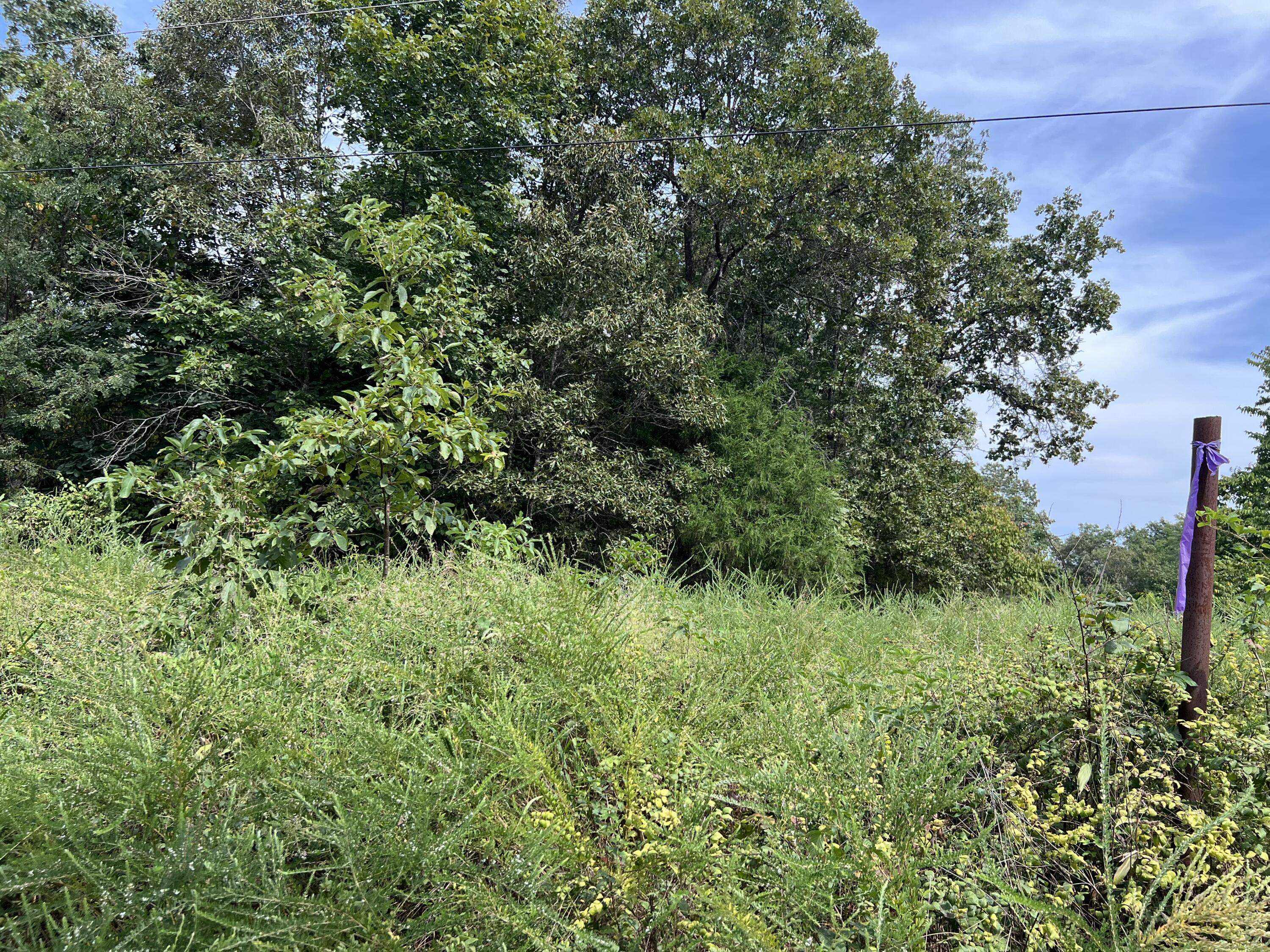 Photo 8 - Land for sale – 000  County Road F-147   Alton, MO