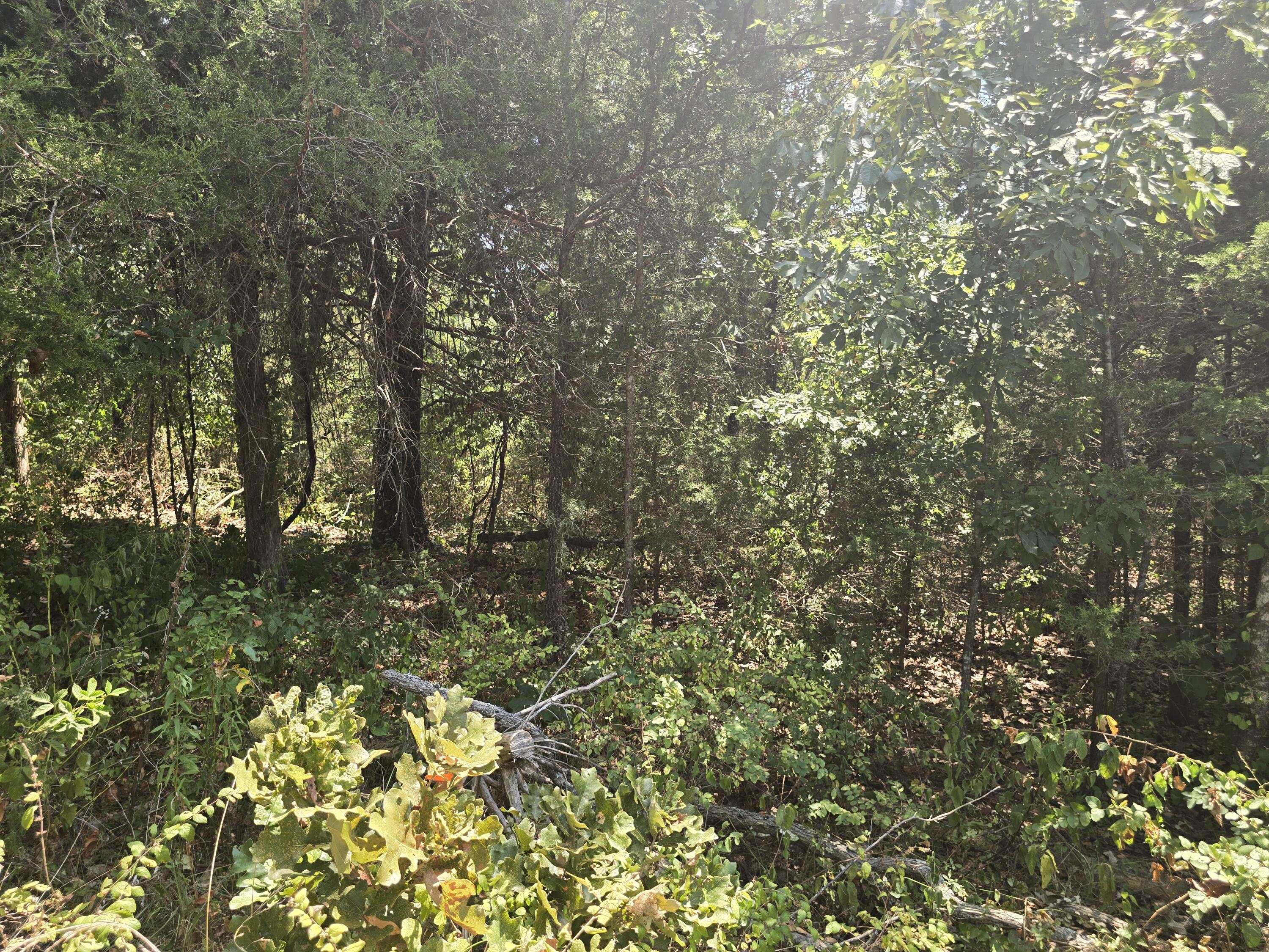 Photo 4 - Land for sale – 000  Sackett   Licking, MO