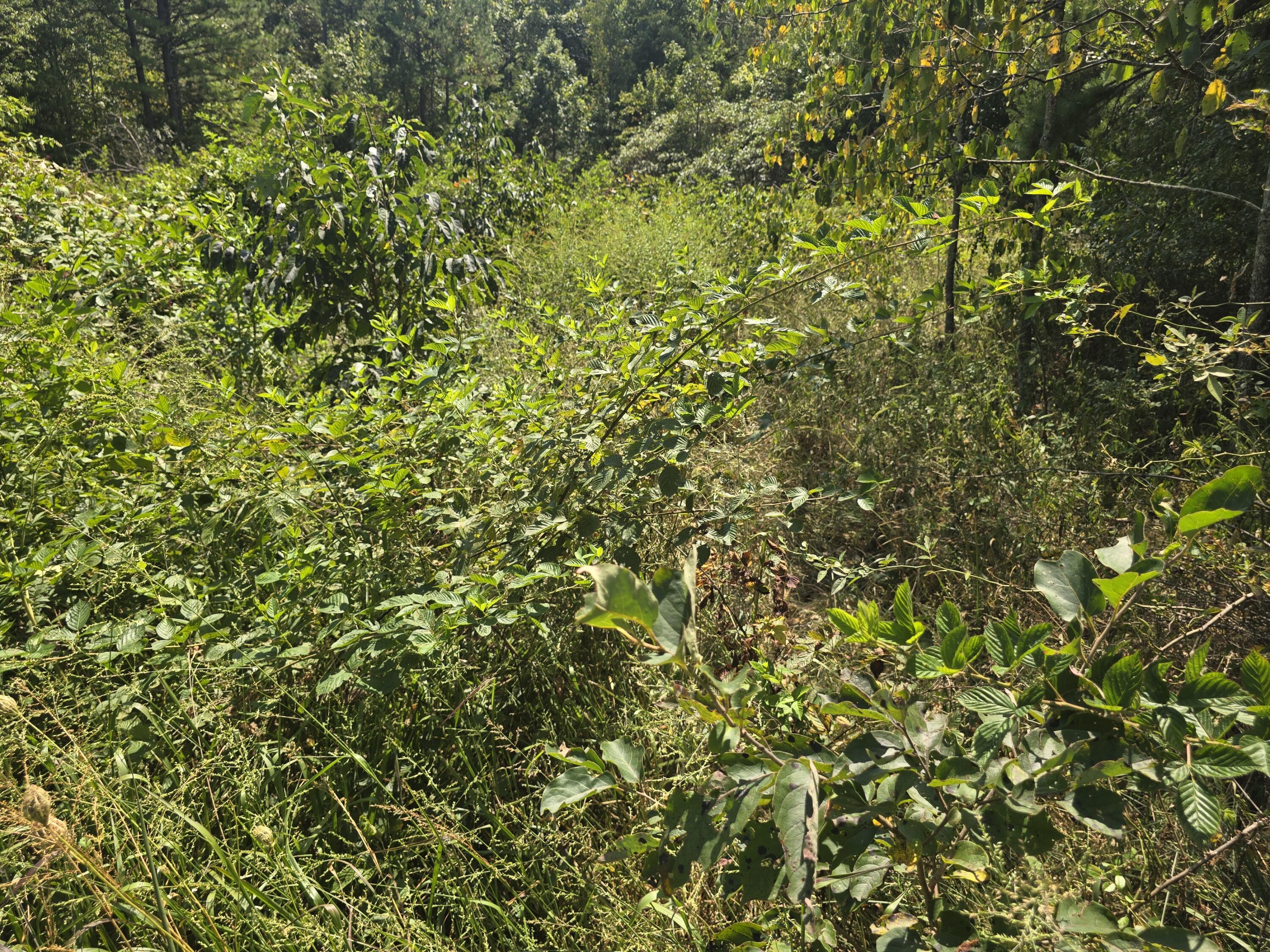 Photo 2 - Land for sale – 000  Sackett   Licking, MO