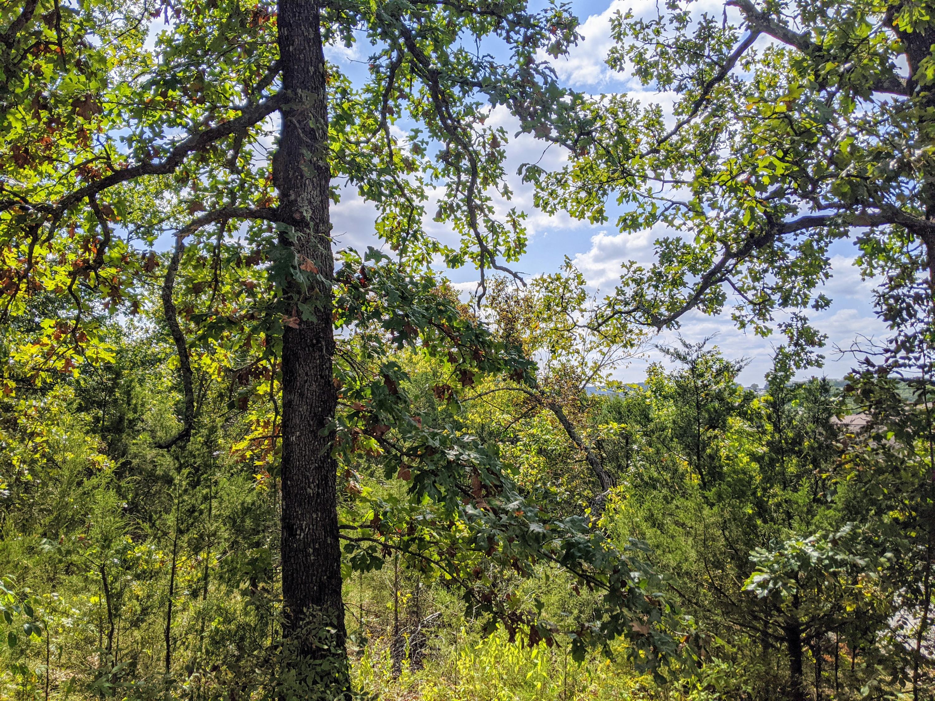 Photo 7 - Land for sale – 000  Shady   Branson, MO
