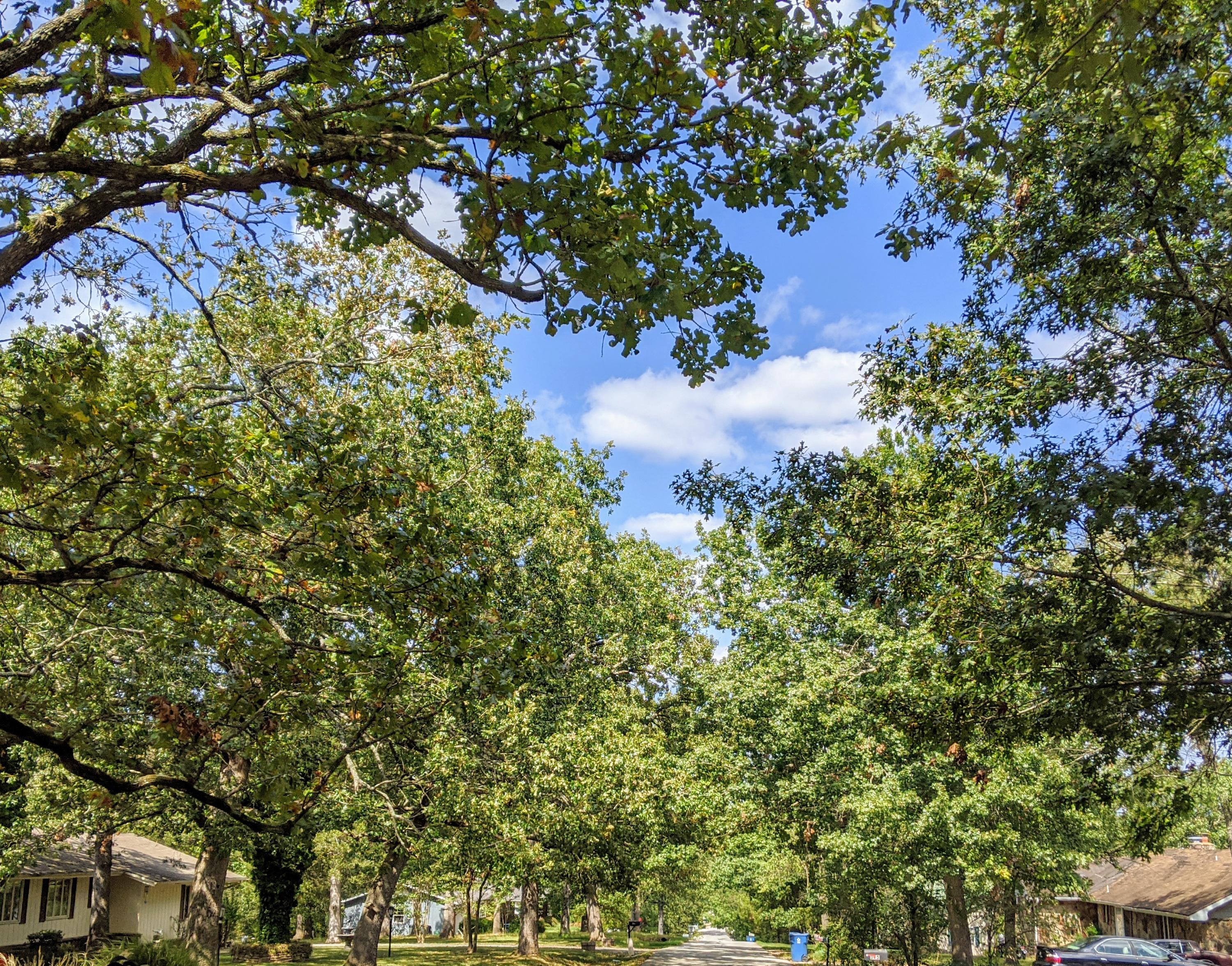 Photo 6 - Land for sale – 000  Shady   Branson, MO