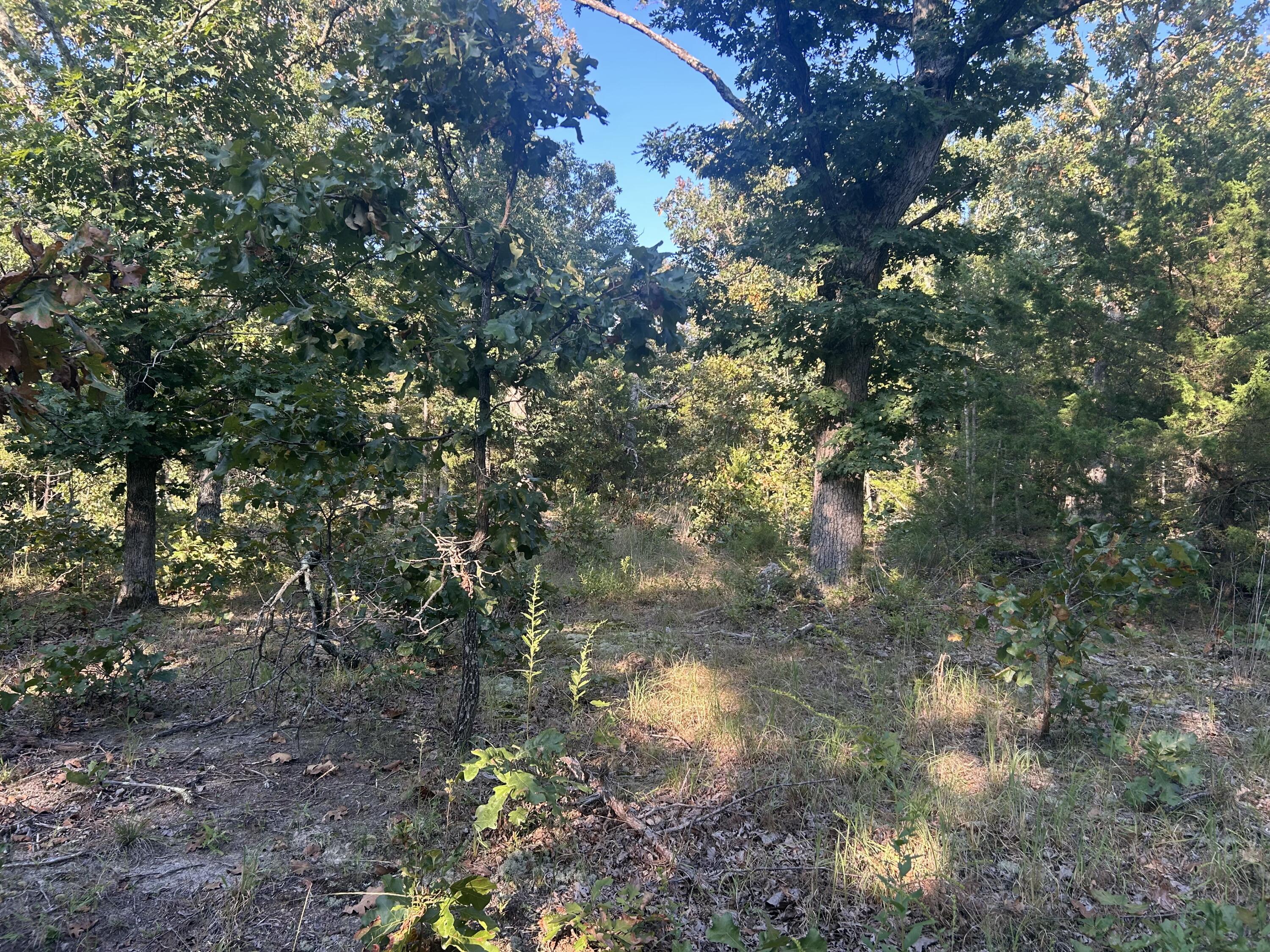 Land for sale – 000  County Road 2340   Salem, MO