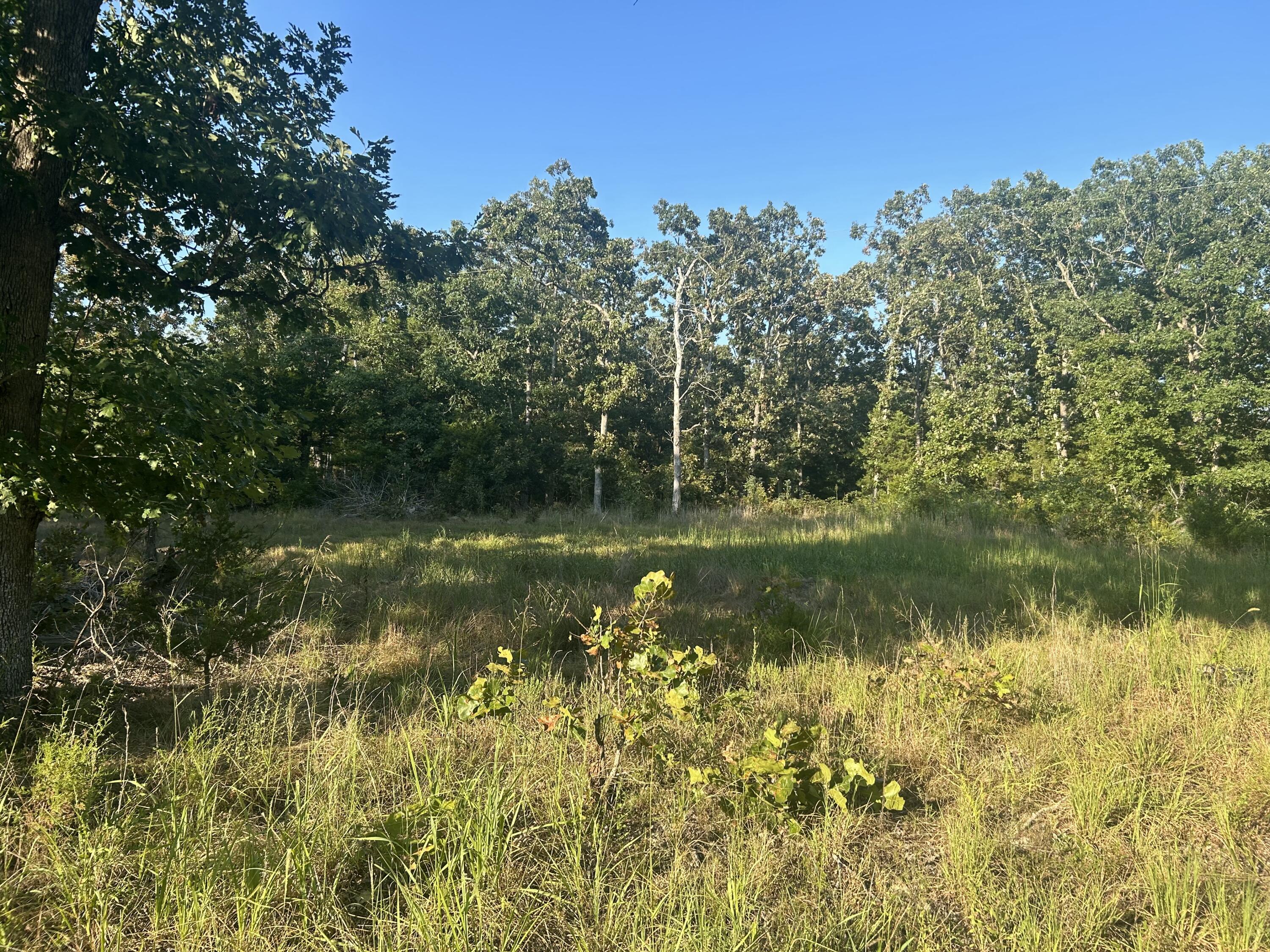 Photo 4 - Land for sale – 000  County Road 2340   Salem, MO