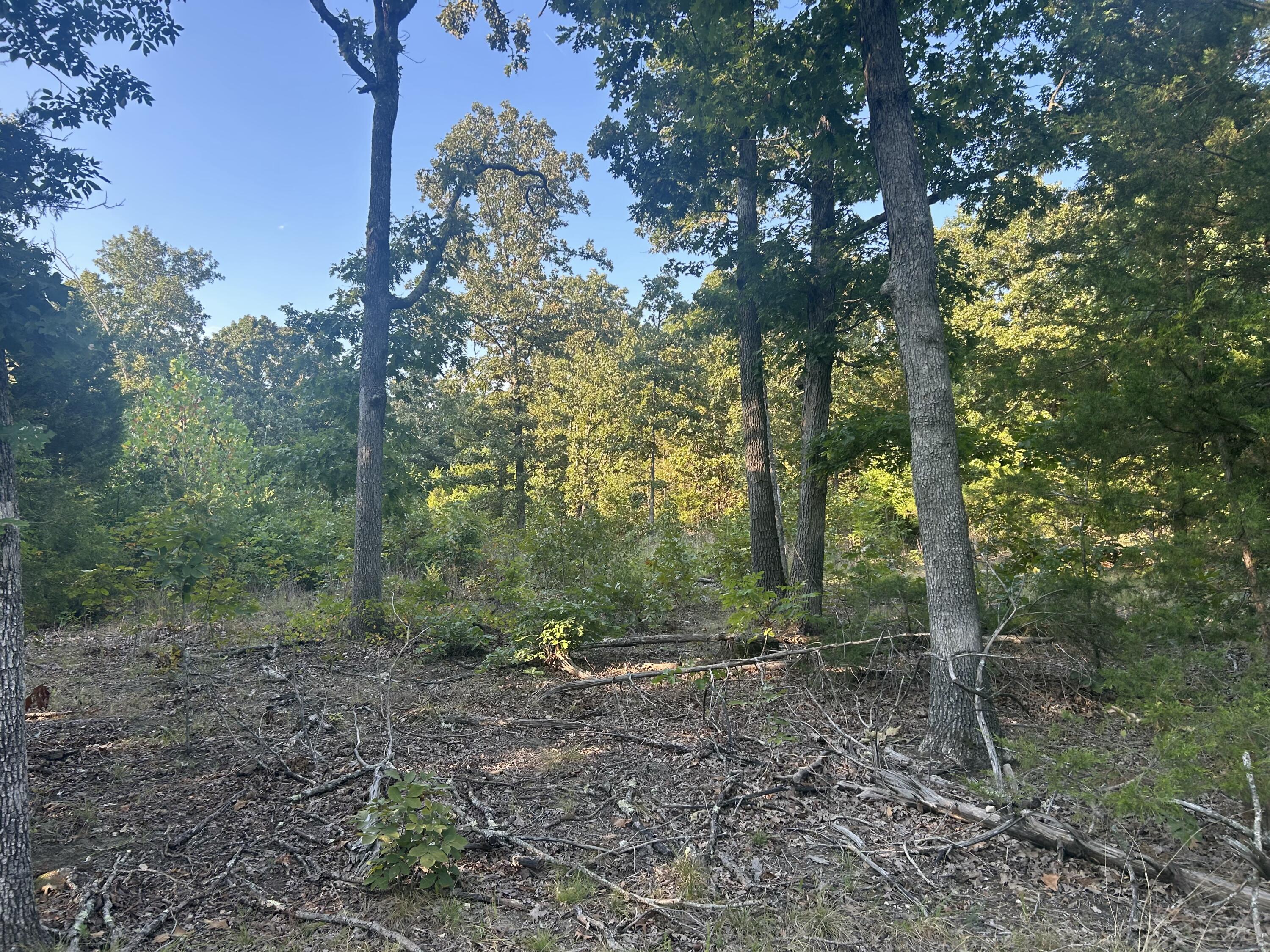 Photo 6 - Land for sale – 000  County Road 2340   Salem, MO