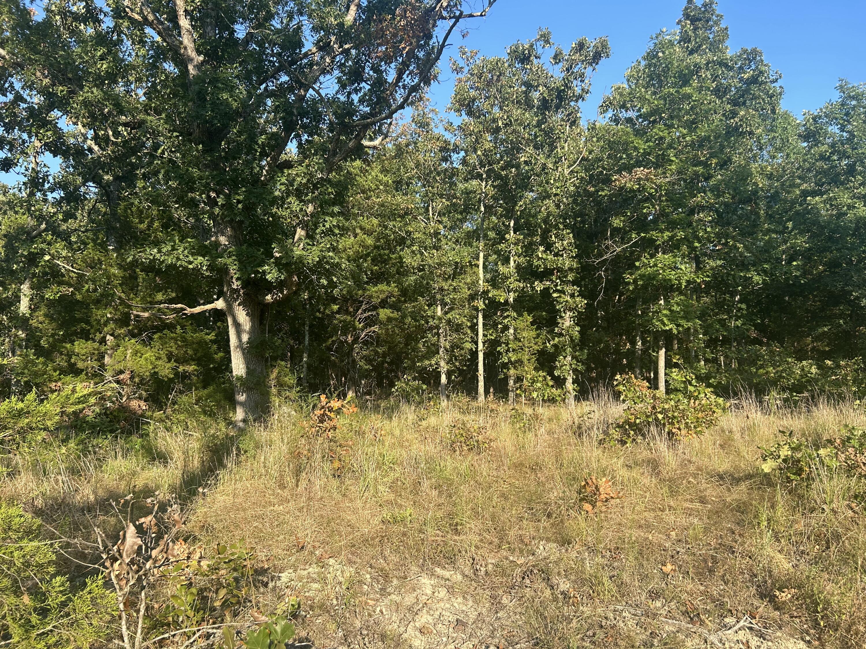 Photo 7 - Land for sale – 000  County Road 2340   Salem, MO