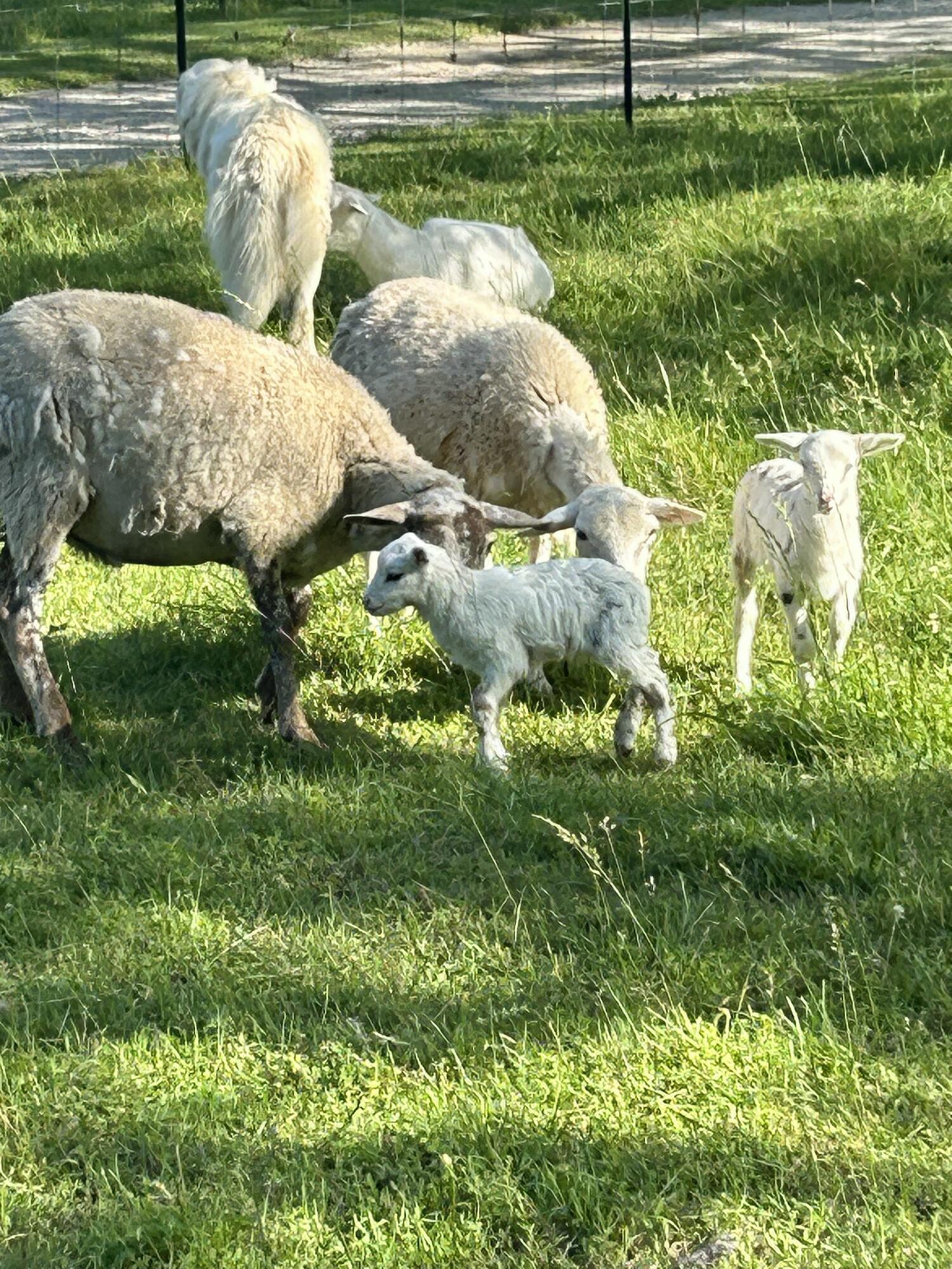 Photo 68 - Residential for sale – 2355  King Road  Mountain Grove, MO