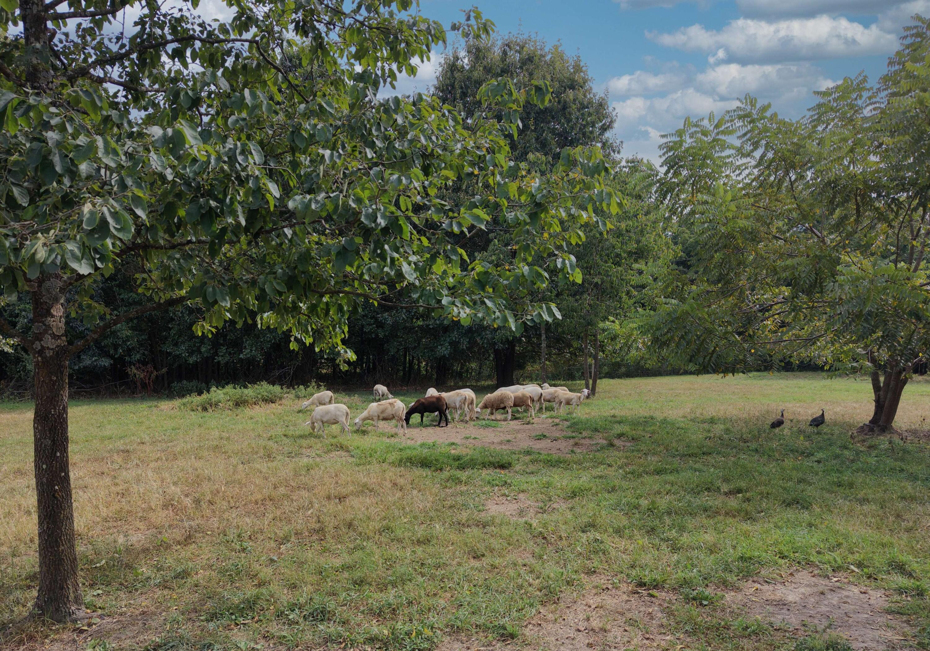 Photo 70 - Farm for sale – 2355  King Road  Mountain Grove, MO