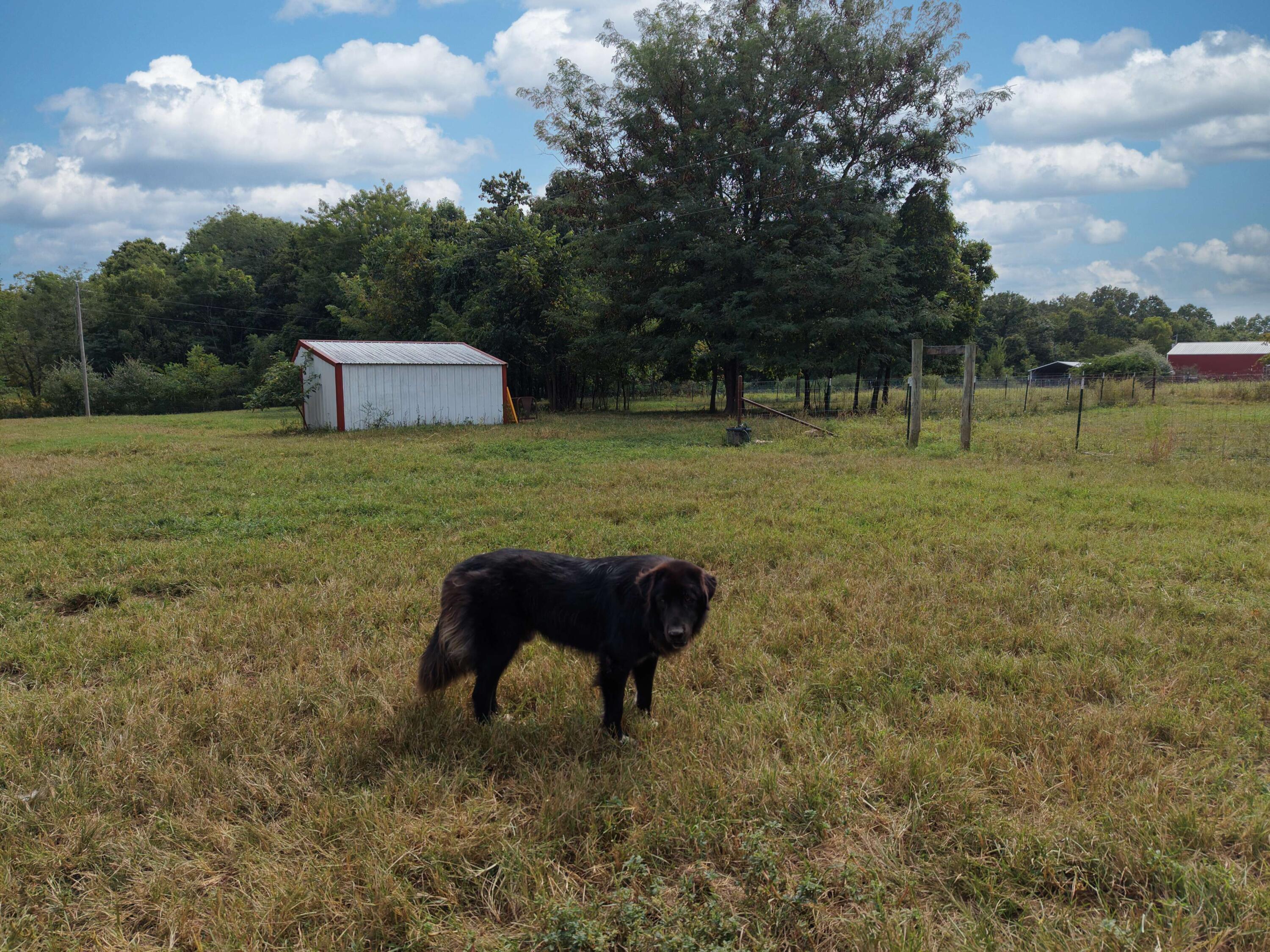 Photo 73 - Farm for sale – 2355  King Road  Mountain Grove, MO