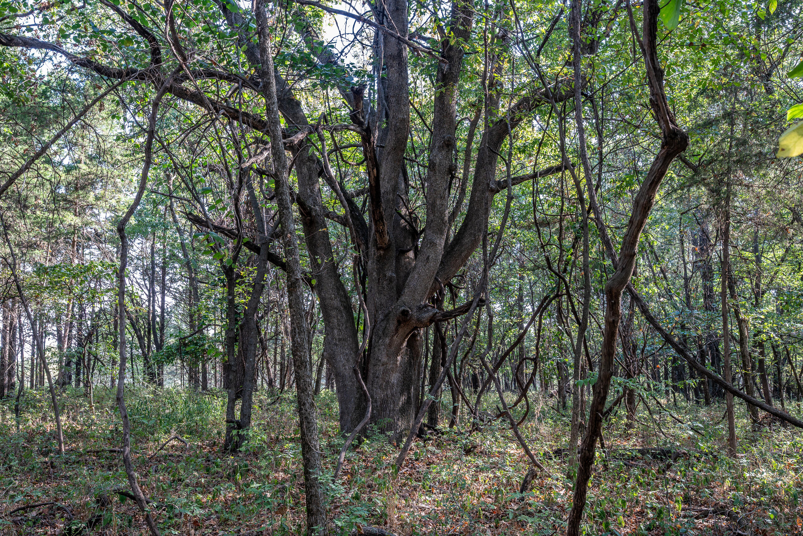Photo 19 - Land for sale – 000  County Line Rd   Urbana, MO