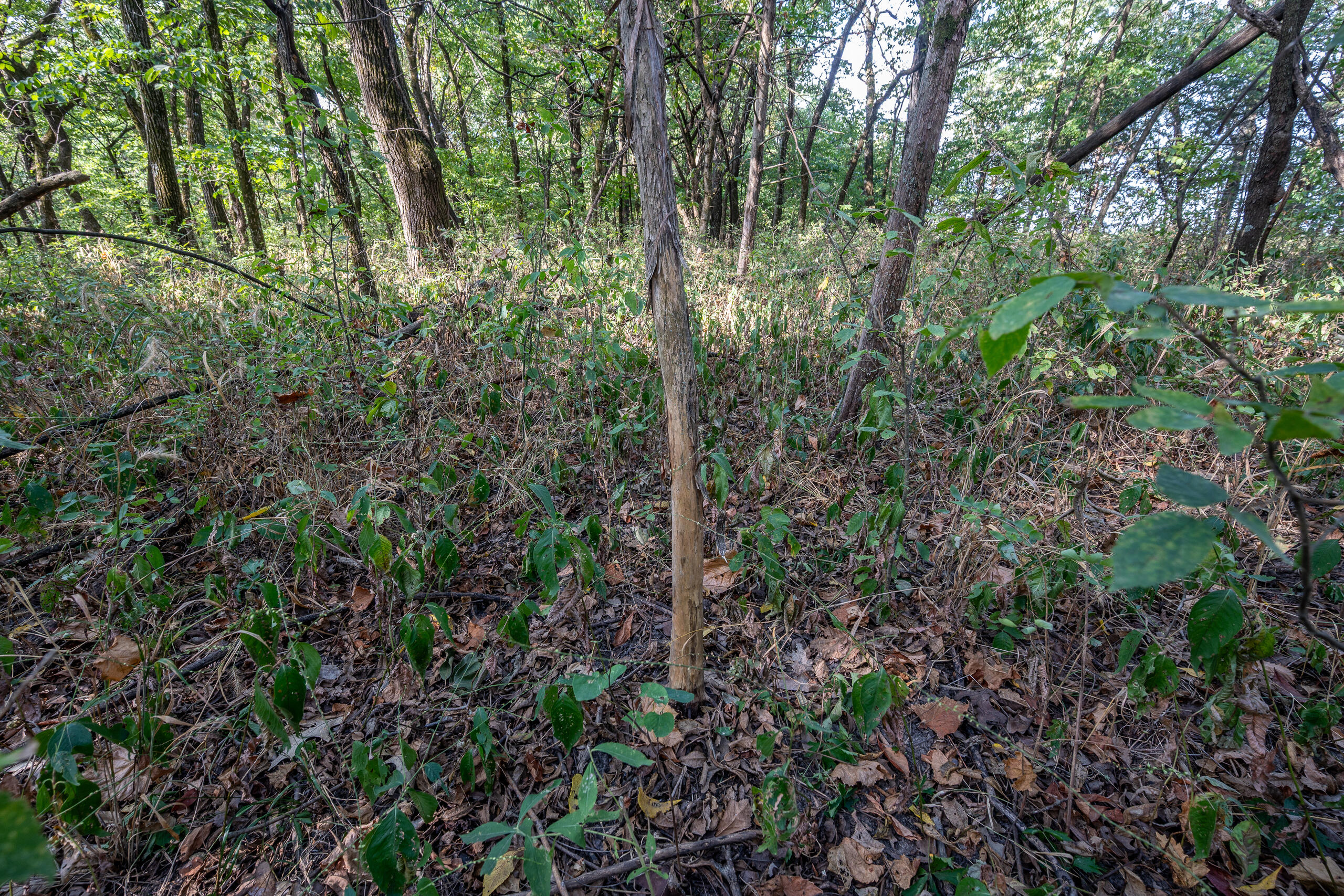 Photo 30 - Land for sale – 000  County Line Rd   Urbana, MO