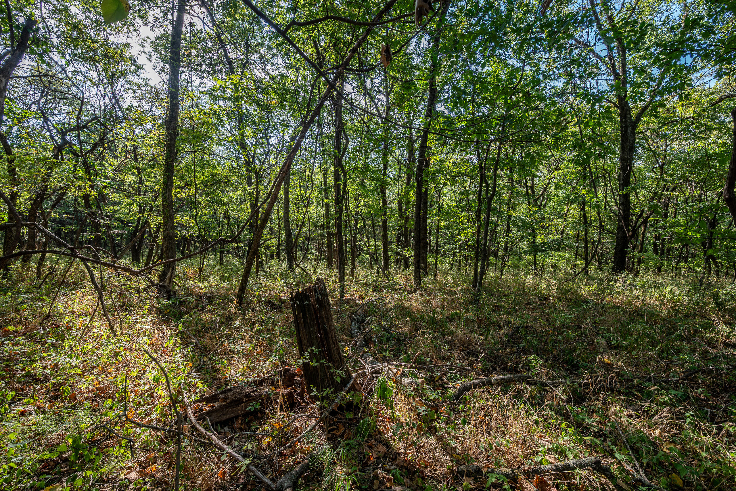 Photo 20 - Land for sale – 000  County Line Rd   Urbana, MO