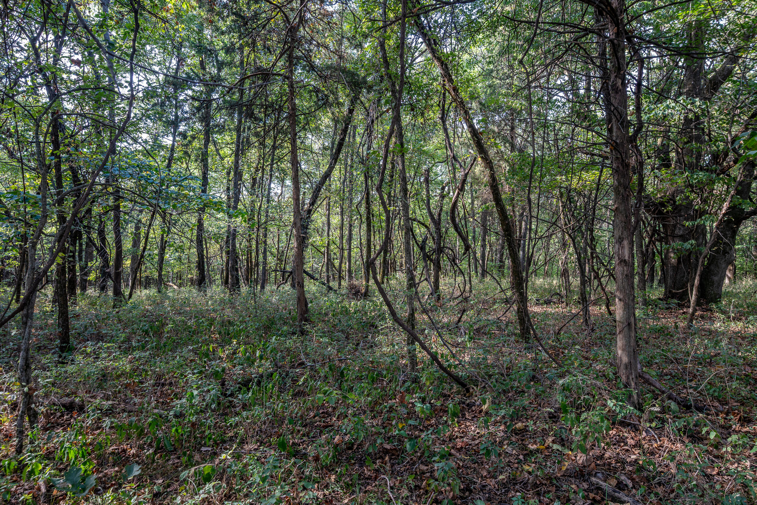 Photo 27 - Land for sale – 000  County Line Rd   Urbana, MO