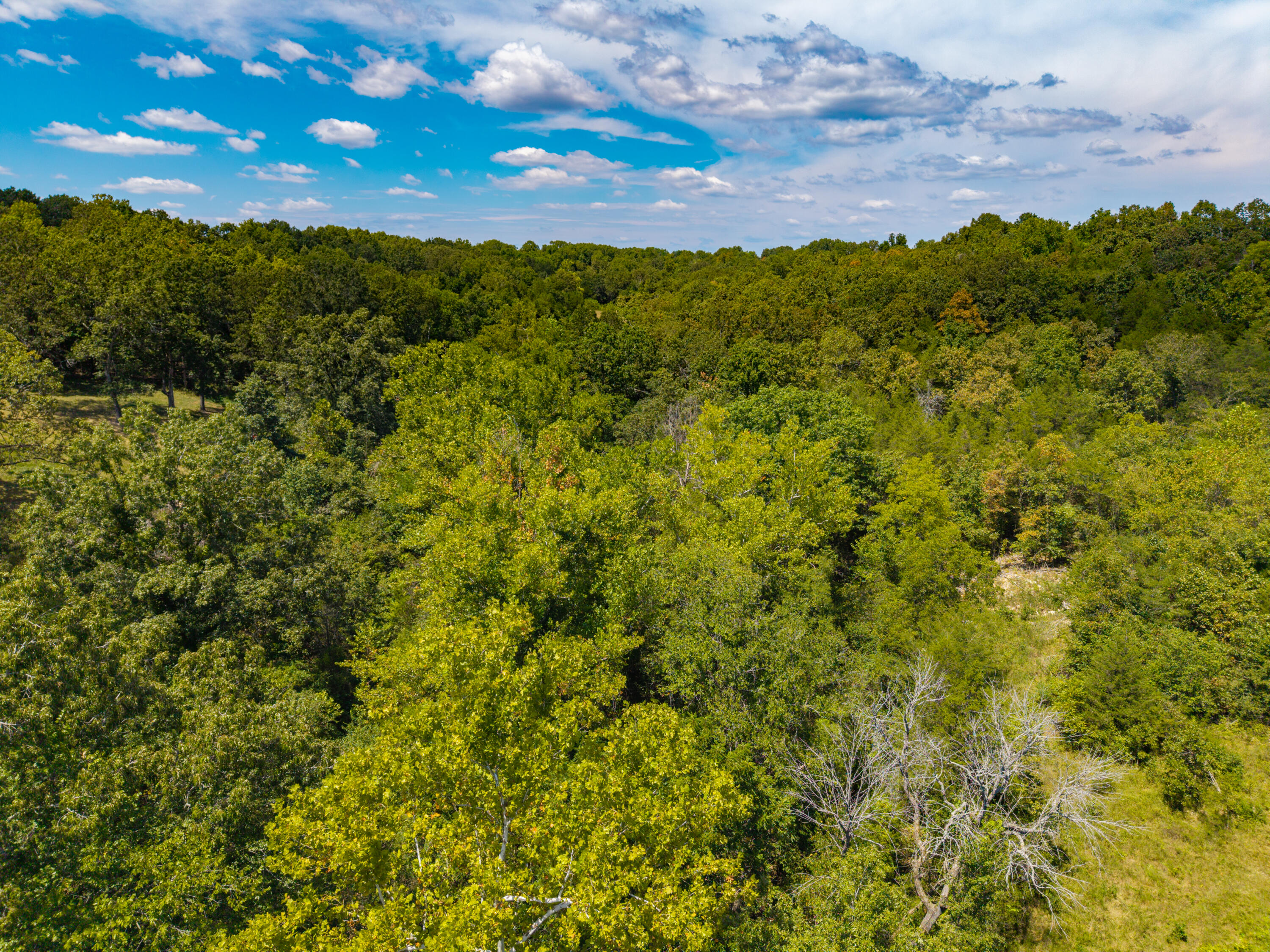 Photo 23 - Land for sale – Lot 7  County Road 635   Theodosia, MO