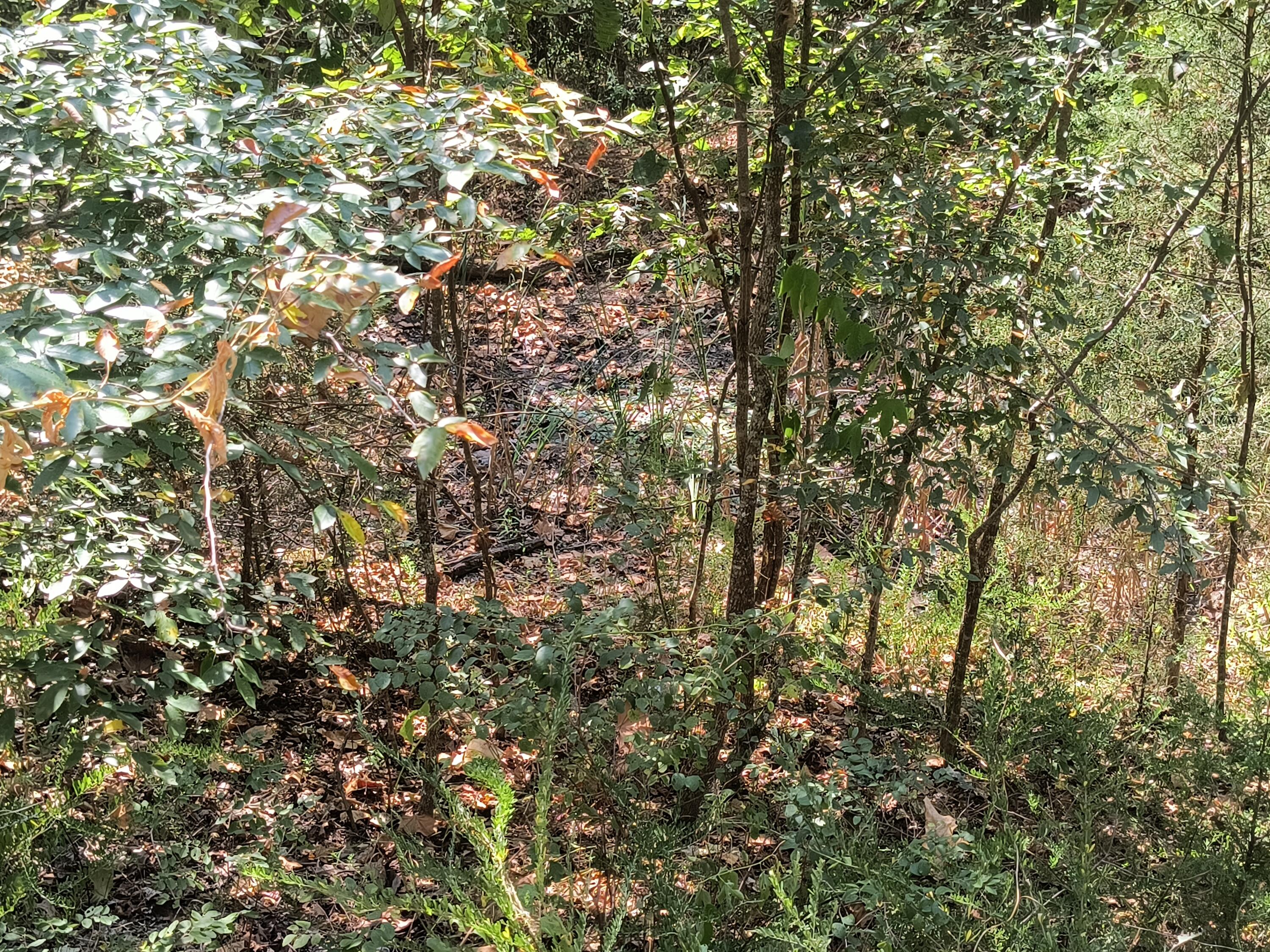 Photo 3 - Land for sale – 000  California Lane   Theodosia, MO