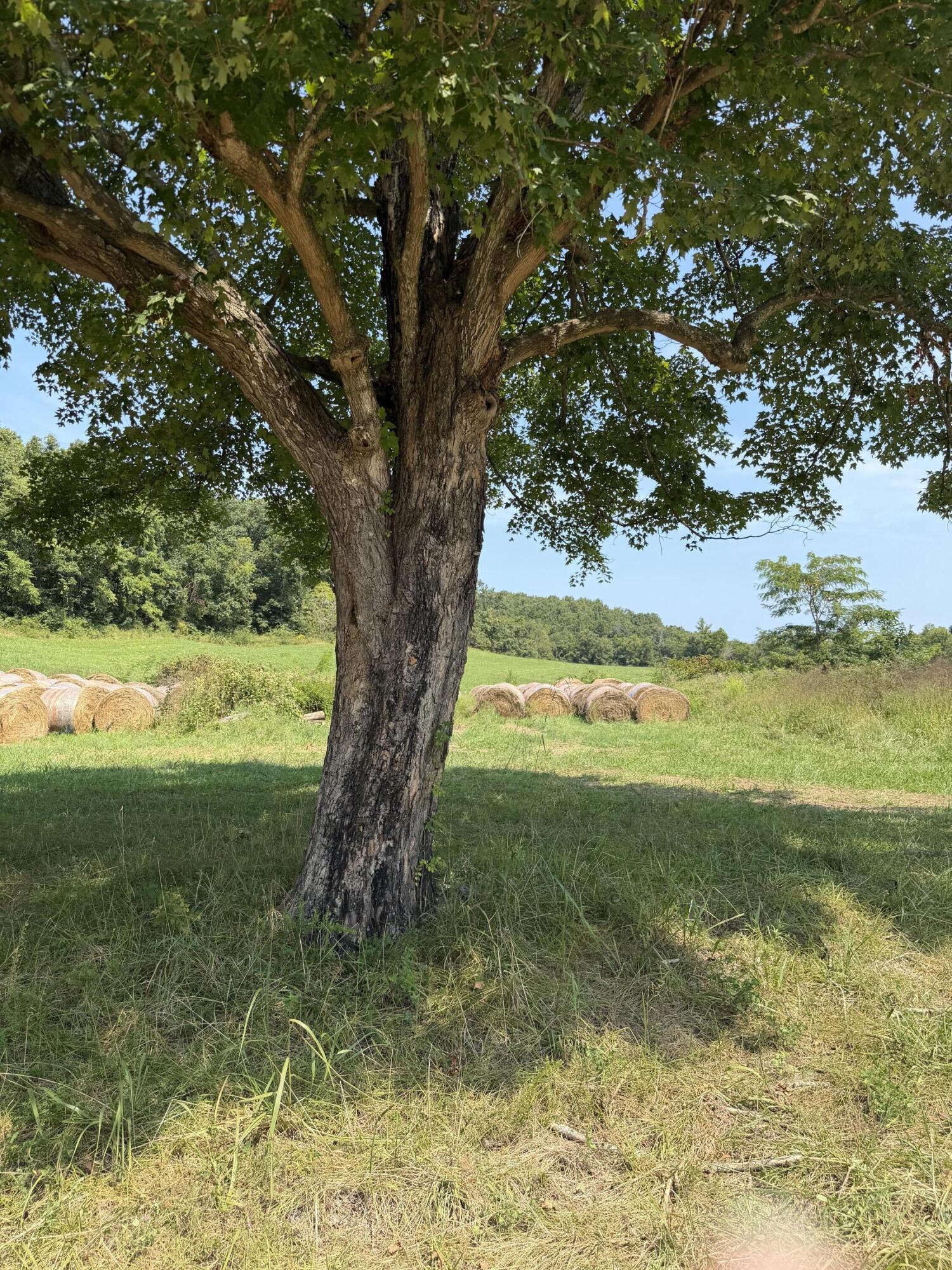 Photo 8 - Farm for sale – 1189  County Road 428   Redford, MO