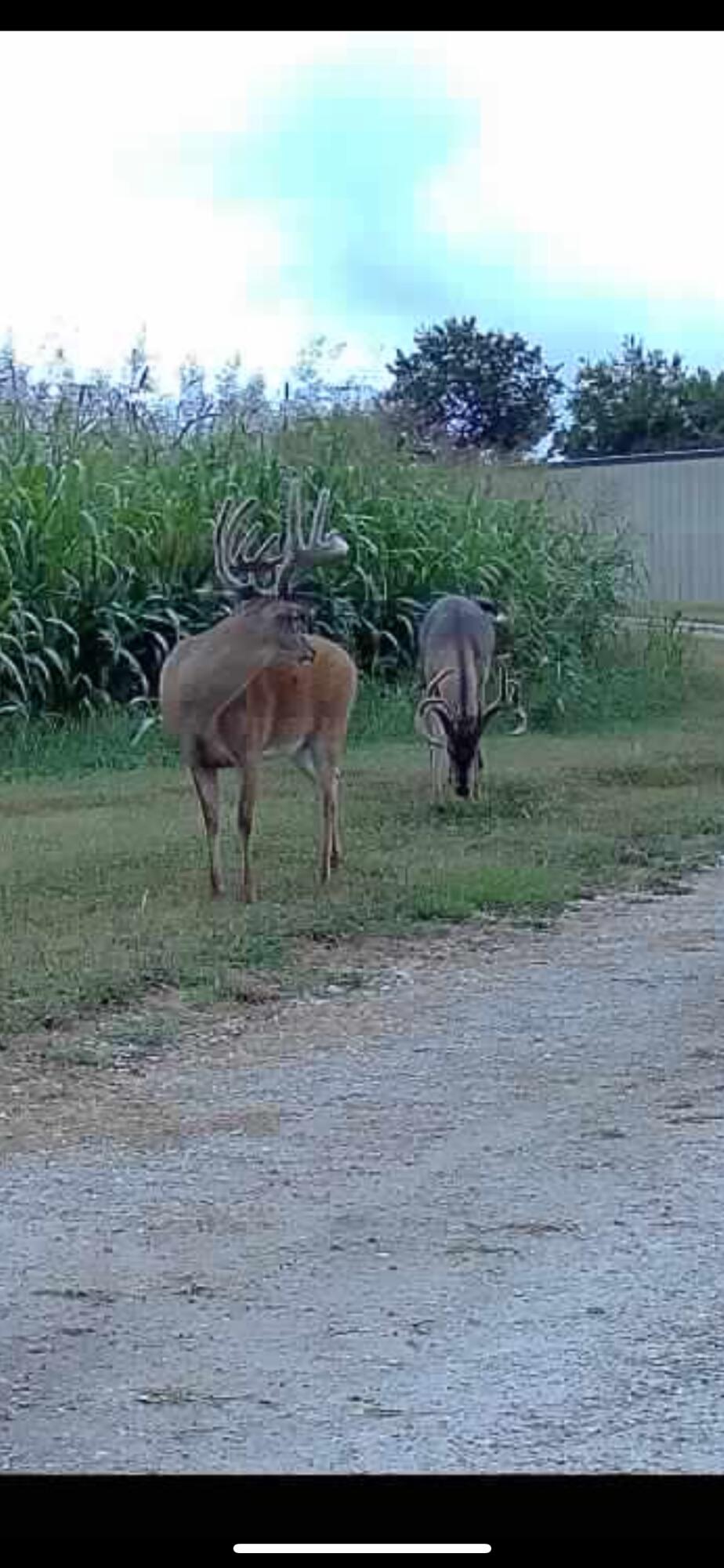 Photo 26 - Land for sale – 000-B S 140th Road  Morrisville, MO