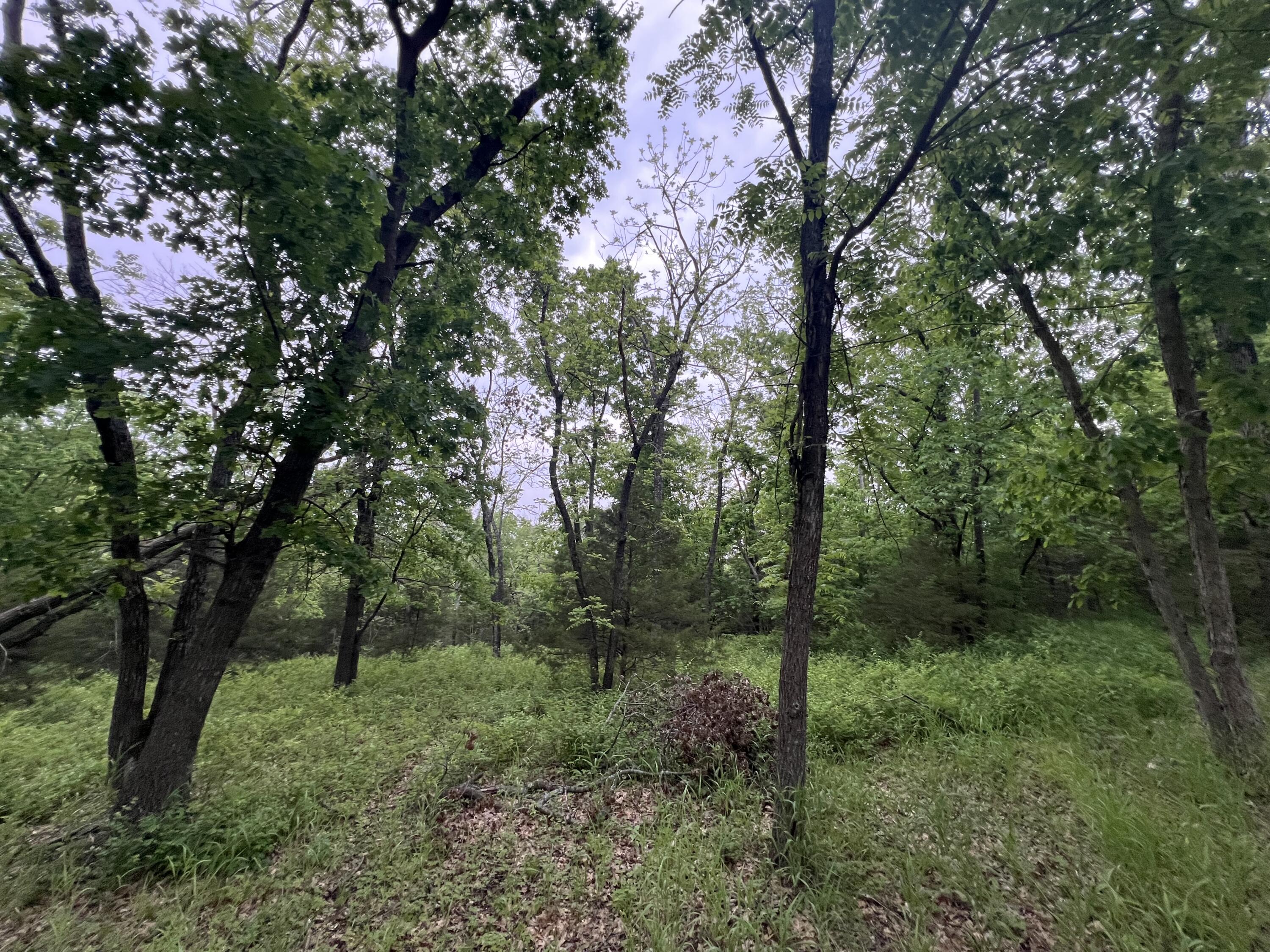 Photo 16 - Land for sale – 000  Fi Anna Lane  Ozark, MO